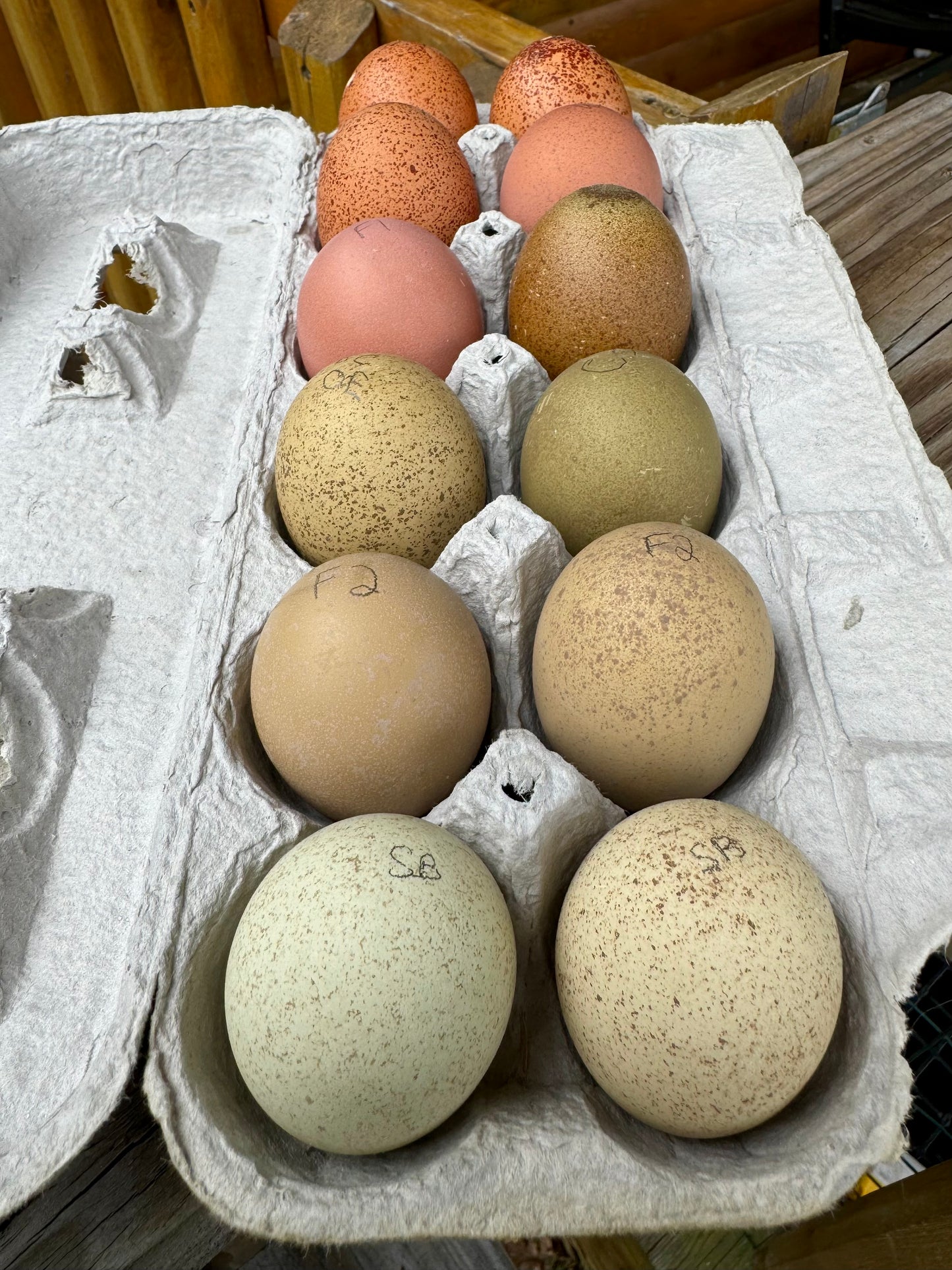 Breeders Choice Hatching Eggs (12 Eggs)