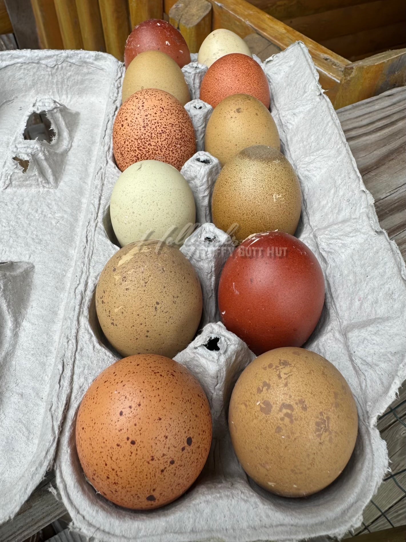Breeders Choice Hatching Eggs (12 Eggs)
