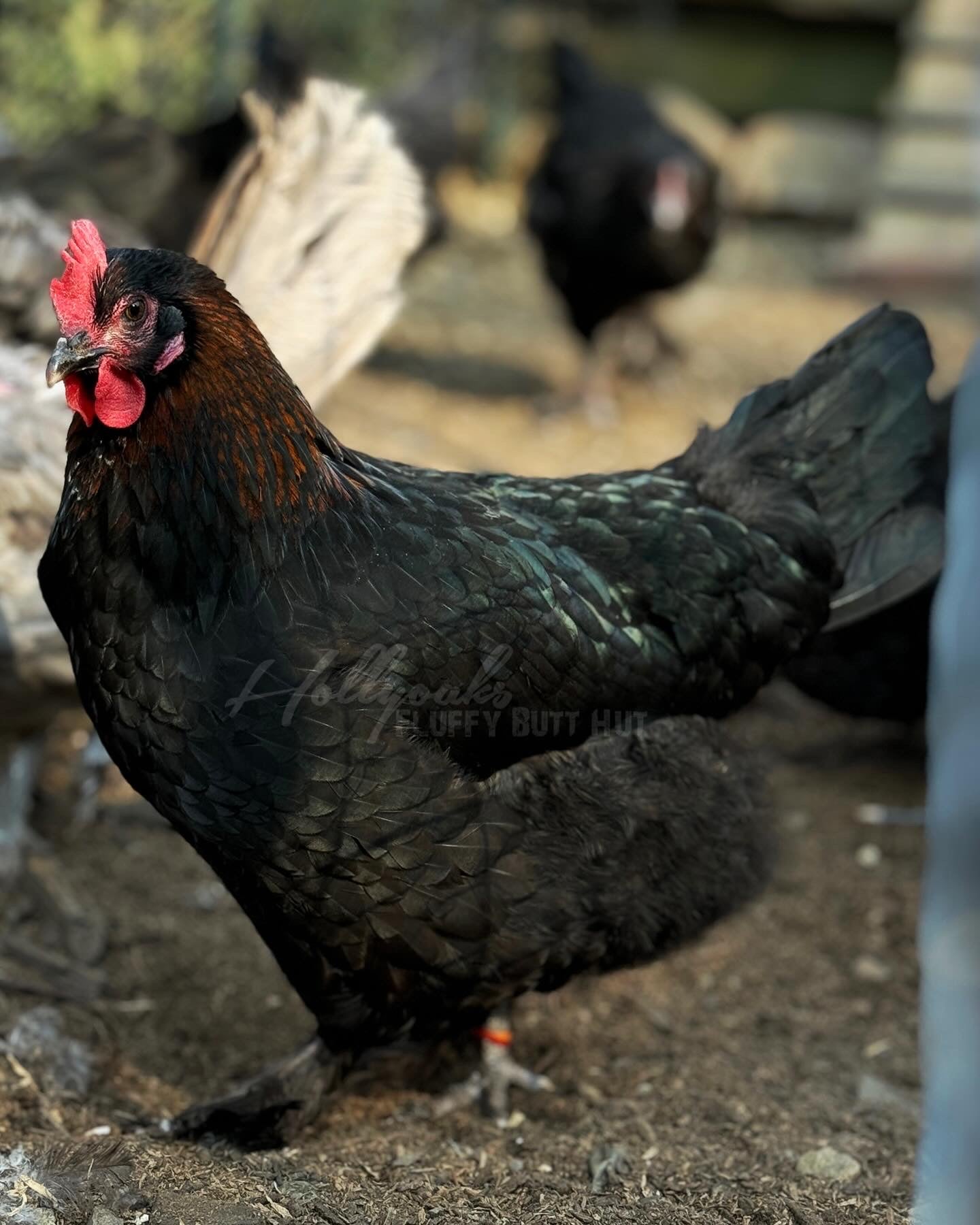 SOLD OUT FOR 2025 (6) Black Copper Marans Hatching Eggs