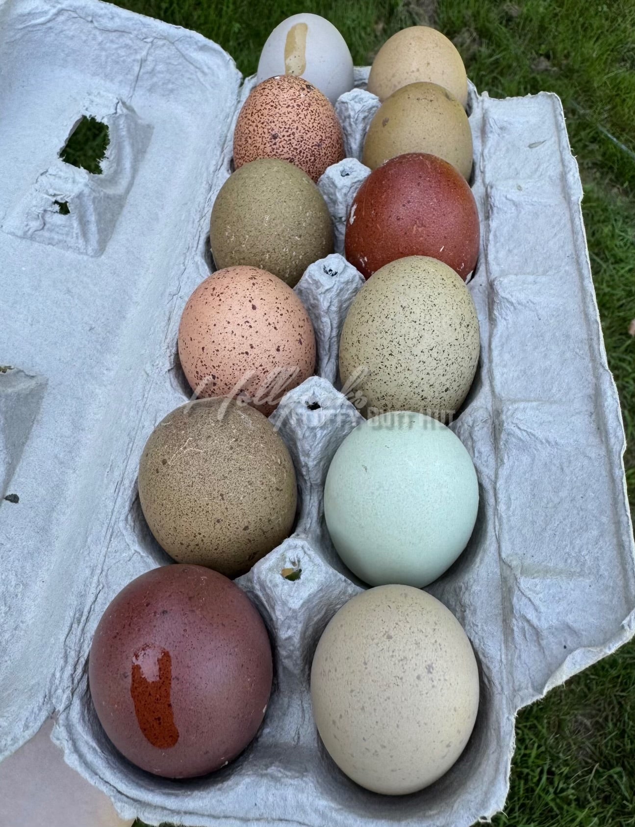Breeders Choice Hatching Eggs (12 Eggs)