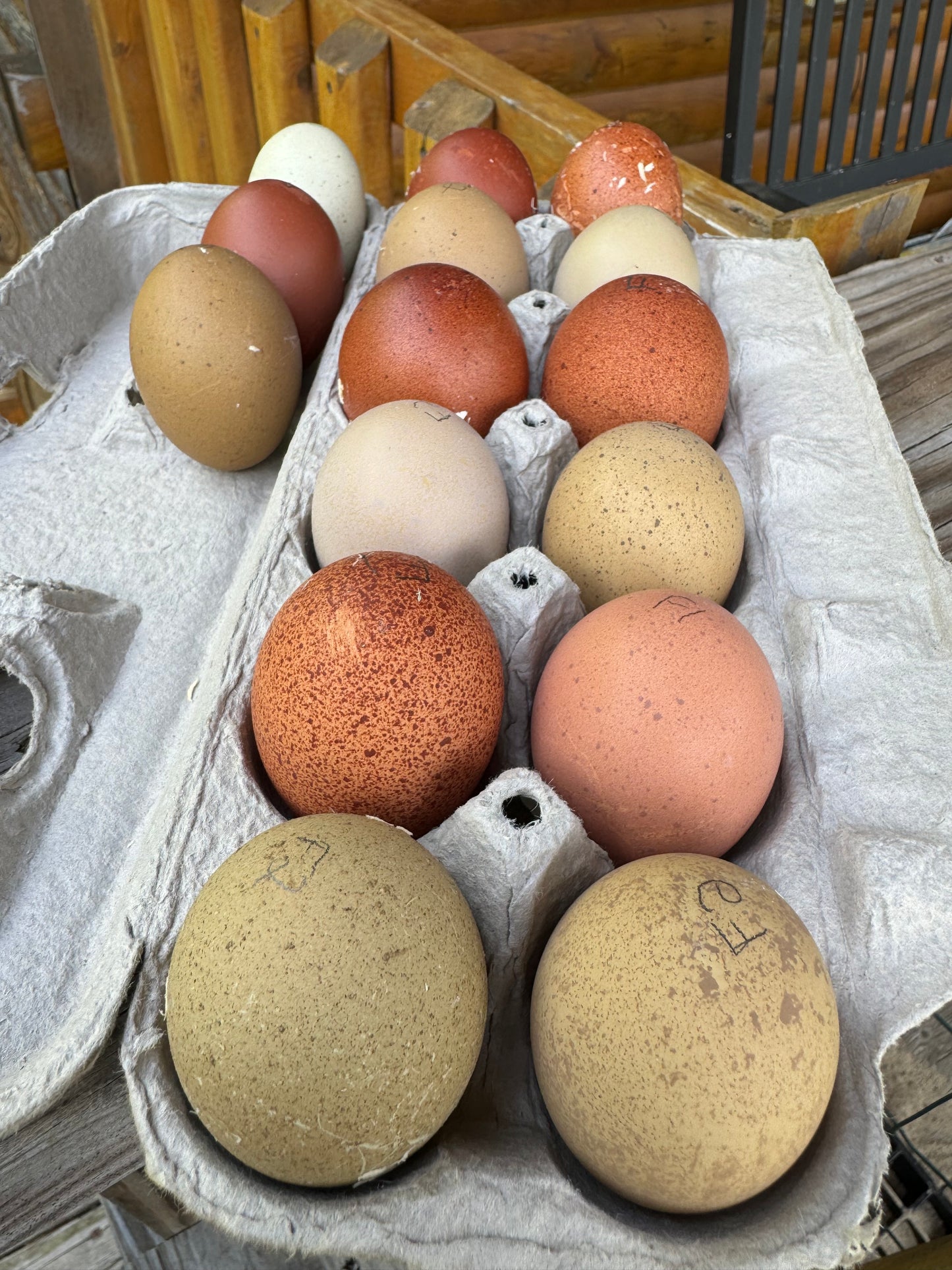 Breeders Choice Hatching Eggs (12 Eggs)