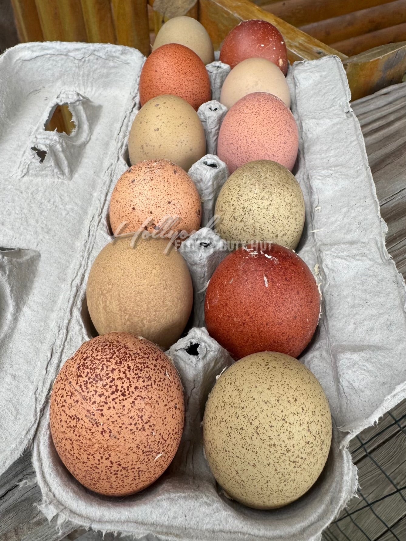 Breeders Choice Hatching Eggs (12 Eggs)