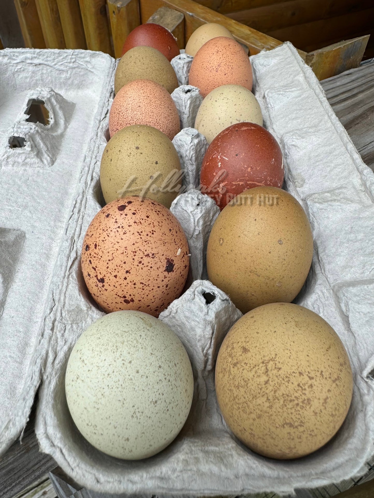 Breeders Choice Hatching Eggs (12 Eggs)