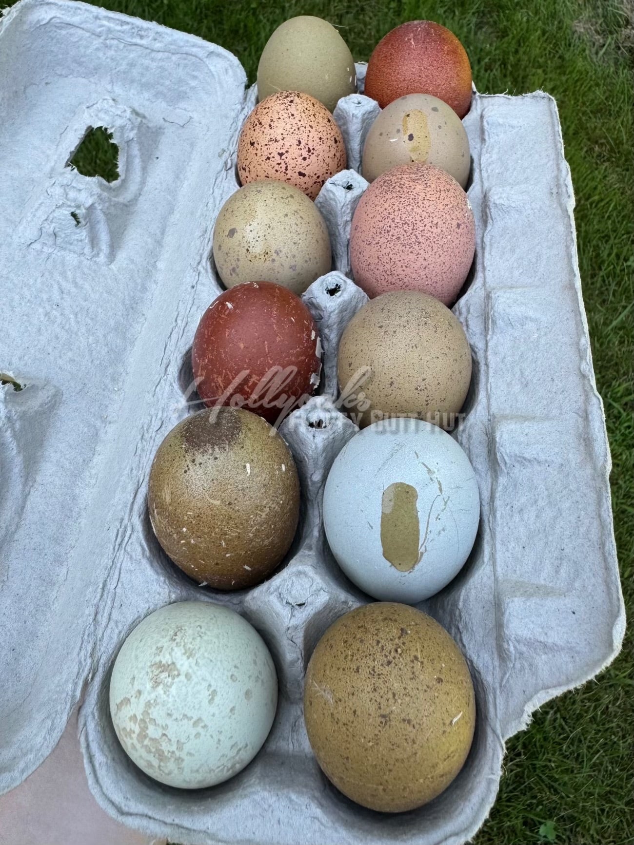 Breeders Choice Hatching Eggs (12 Eggs)