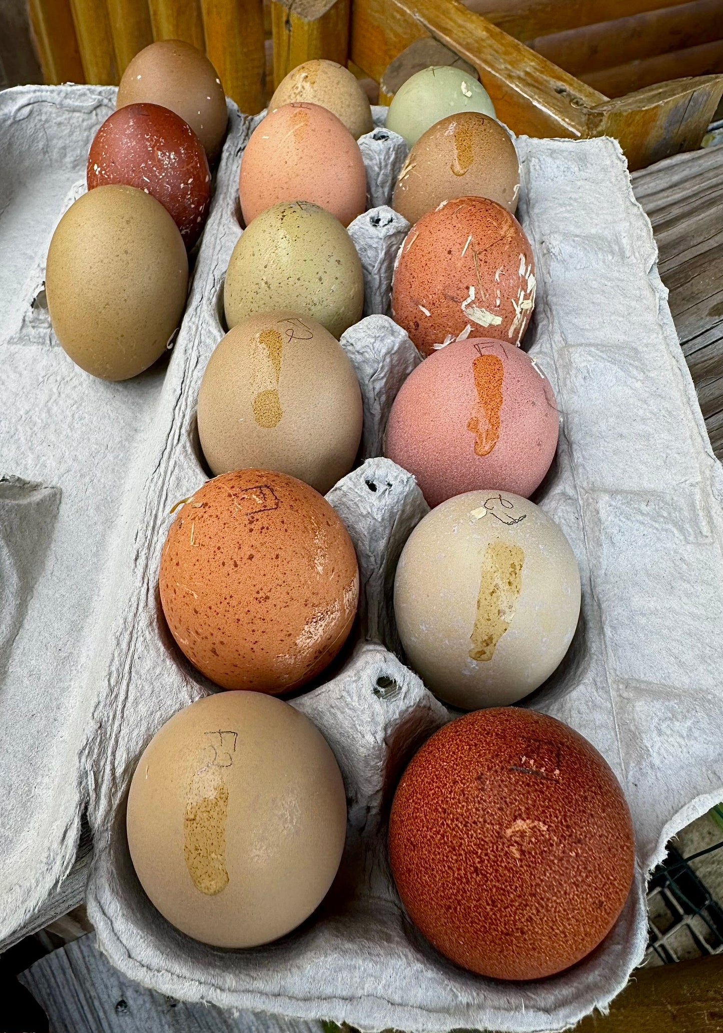 Breeders Choice Hatching Eggs (12 Eggs)