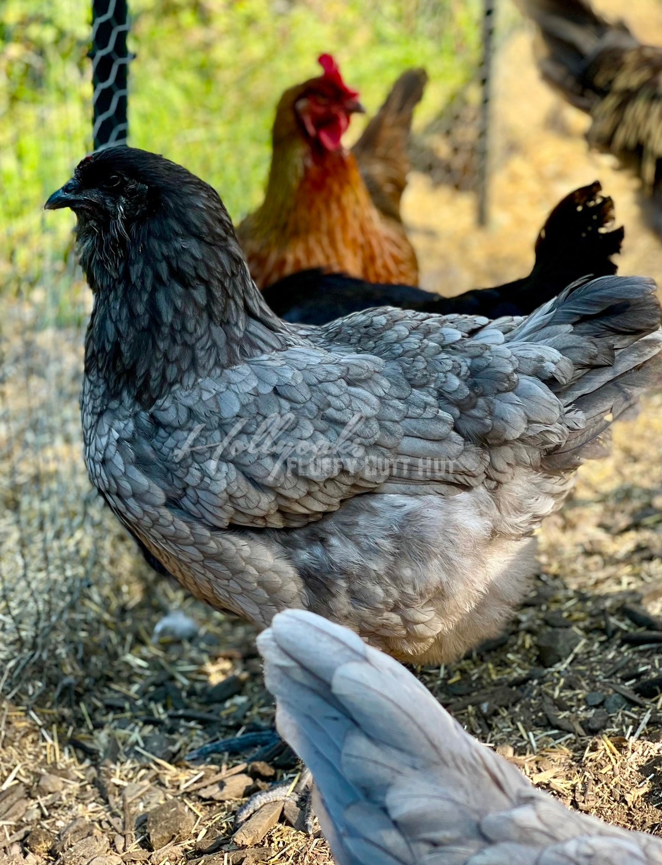 SOLD OUT FOR 2025 (6) Fibro Egger Hatching Eggs