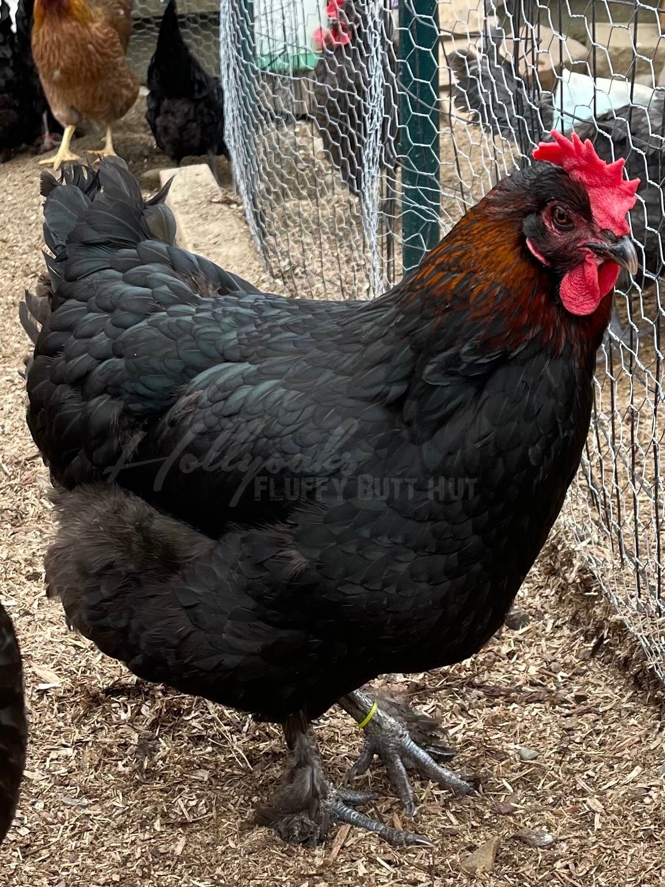 SOLD OUT FOR 2025 (6) Black Copper Marans Hatching Eggs