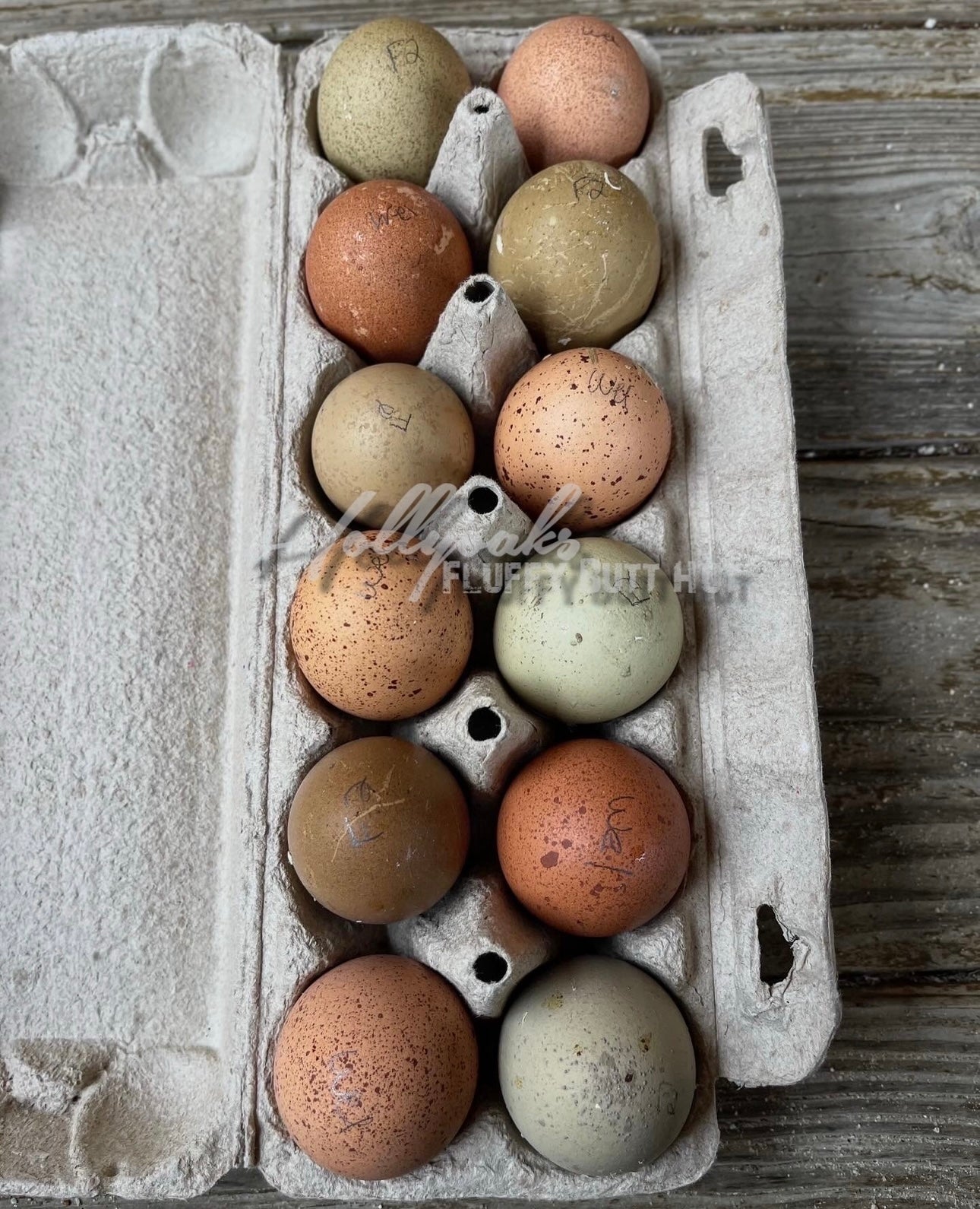 Breeders Choice Hatching Eggs (12 Eggs)