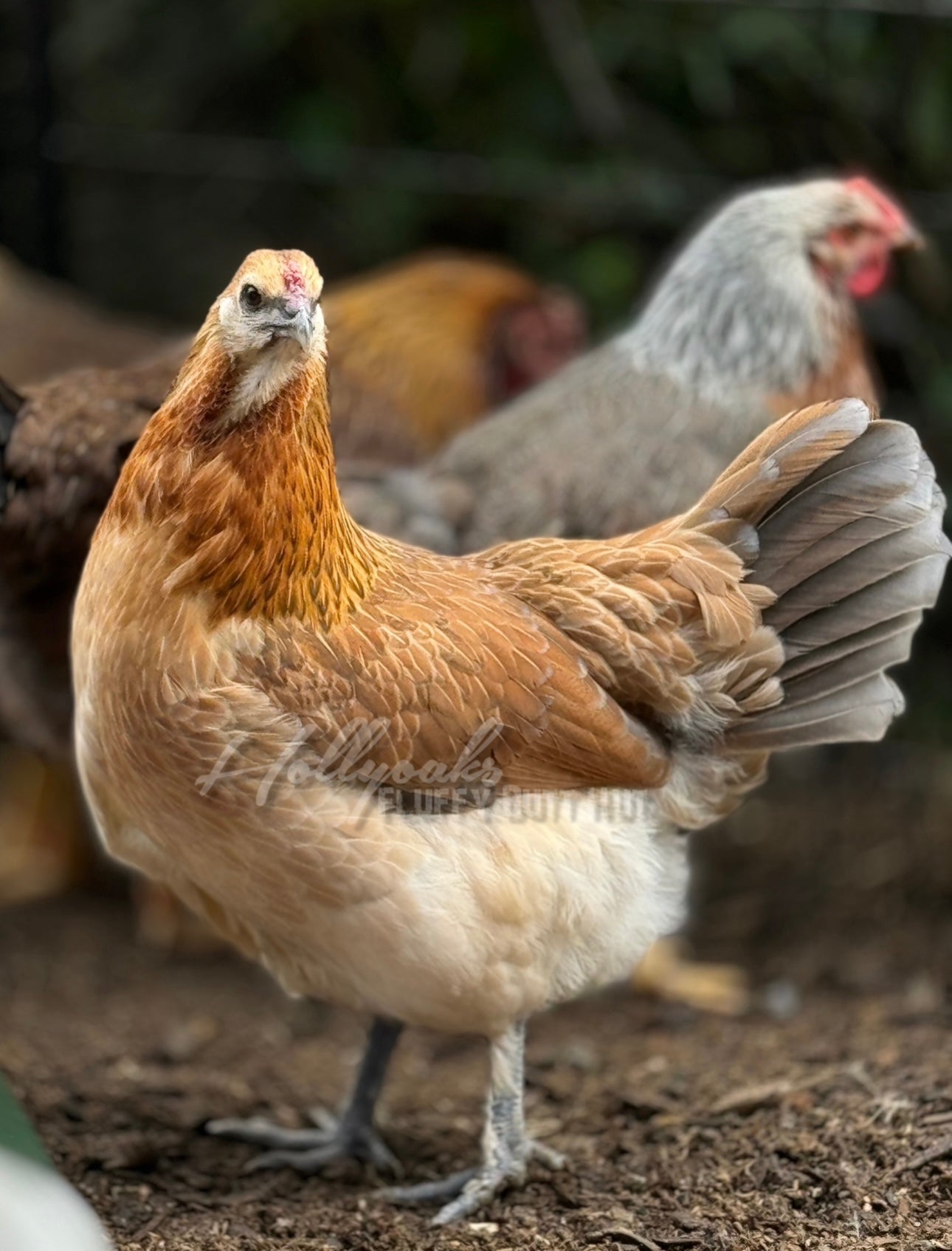 SOLD OUT FOR 2025 (6) Fibro Egger Hatching Eggs