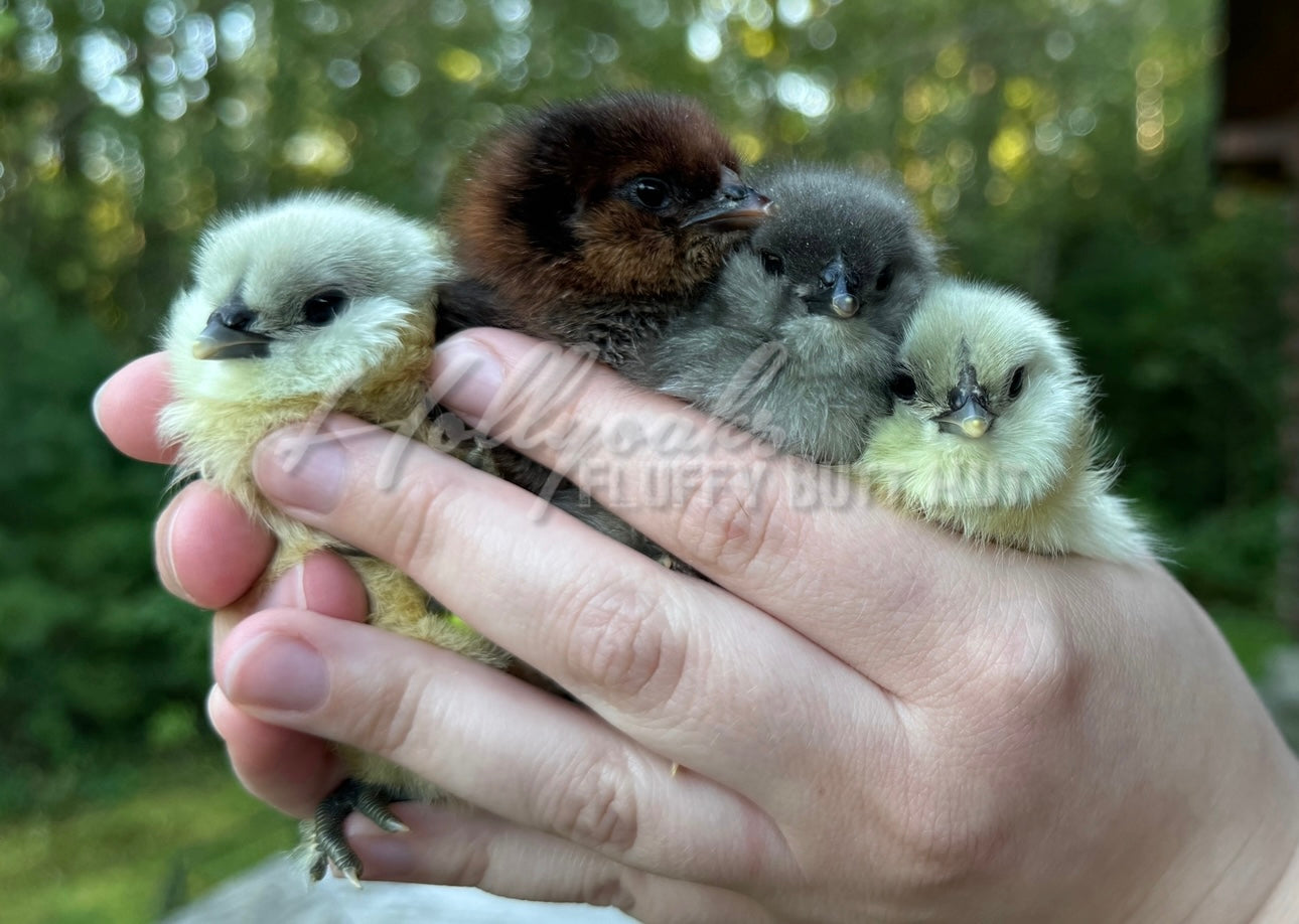SOLD OUT FOR 2025 (6) Fibro Egger Hatching Eggs