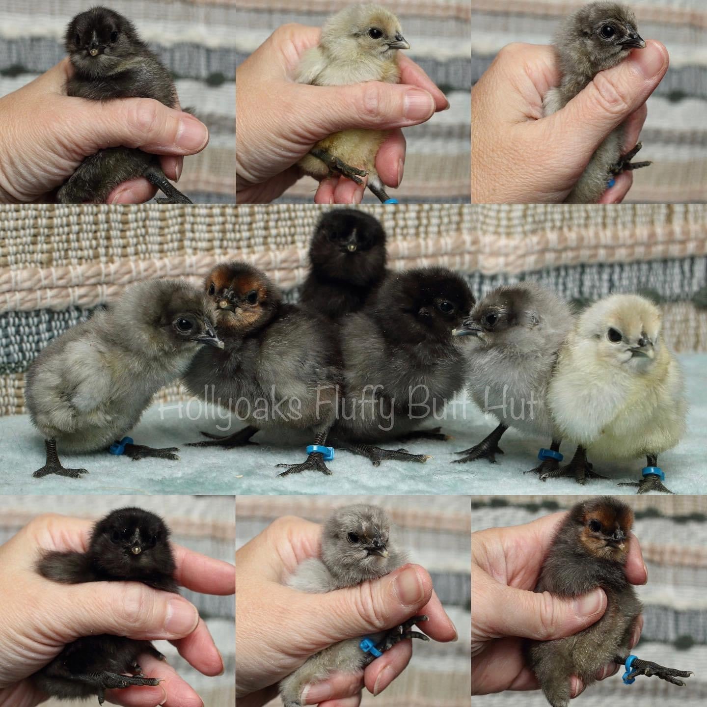 SOLD OUT FOR 2025 (6) Fibro Egger Hatching Eggs