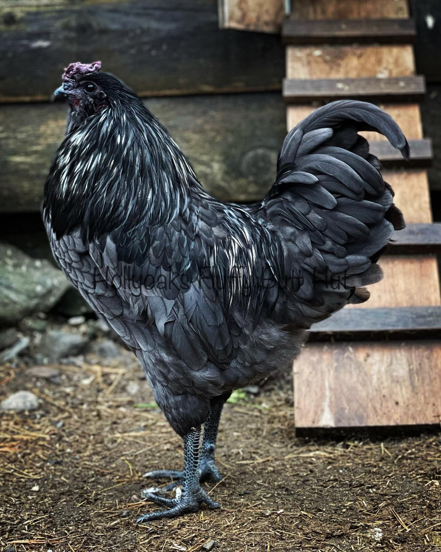 SOLD OUT FOR 2025 (6) Fibro Egger Hatching Eggs