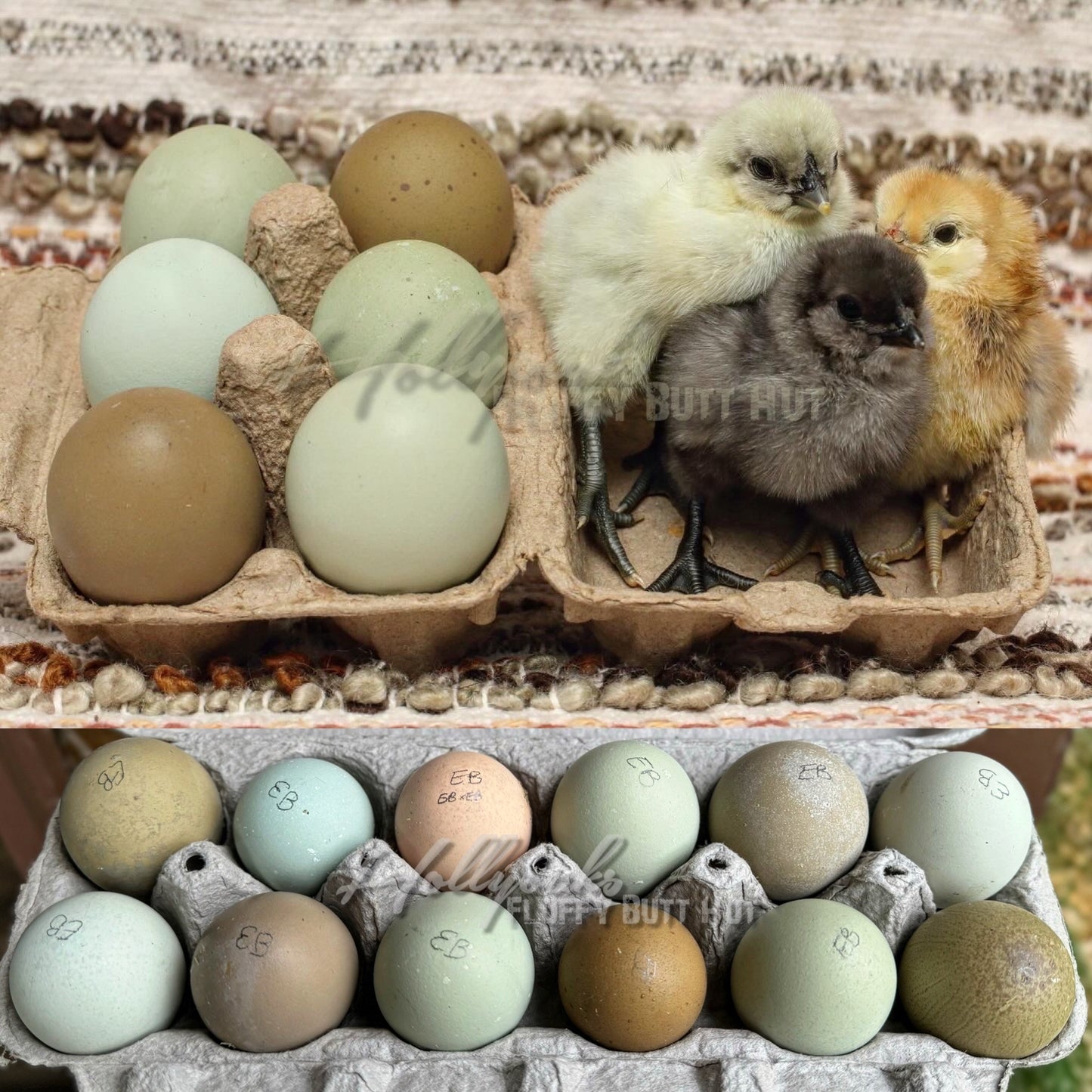 SOLD OUT FOR 2025 (6) Fibro Egger Hatching Eggs