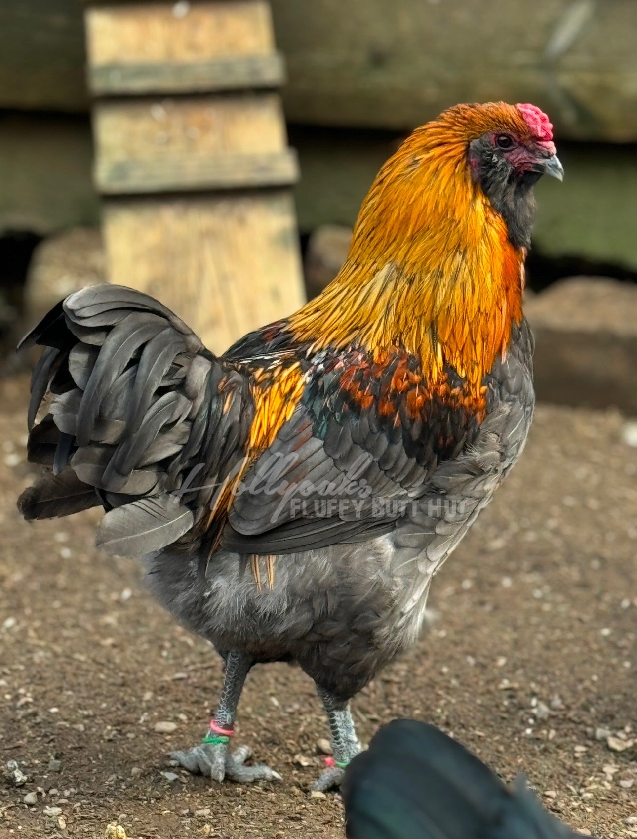 SOLD OUT FOR 2025 (6) Fibro Egger Hatching Eggs