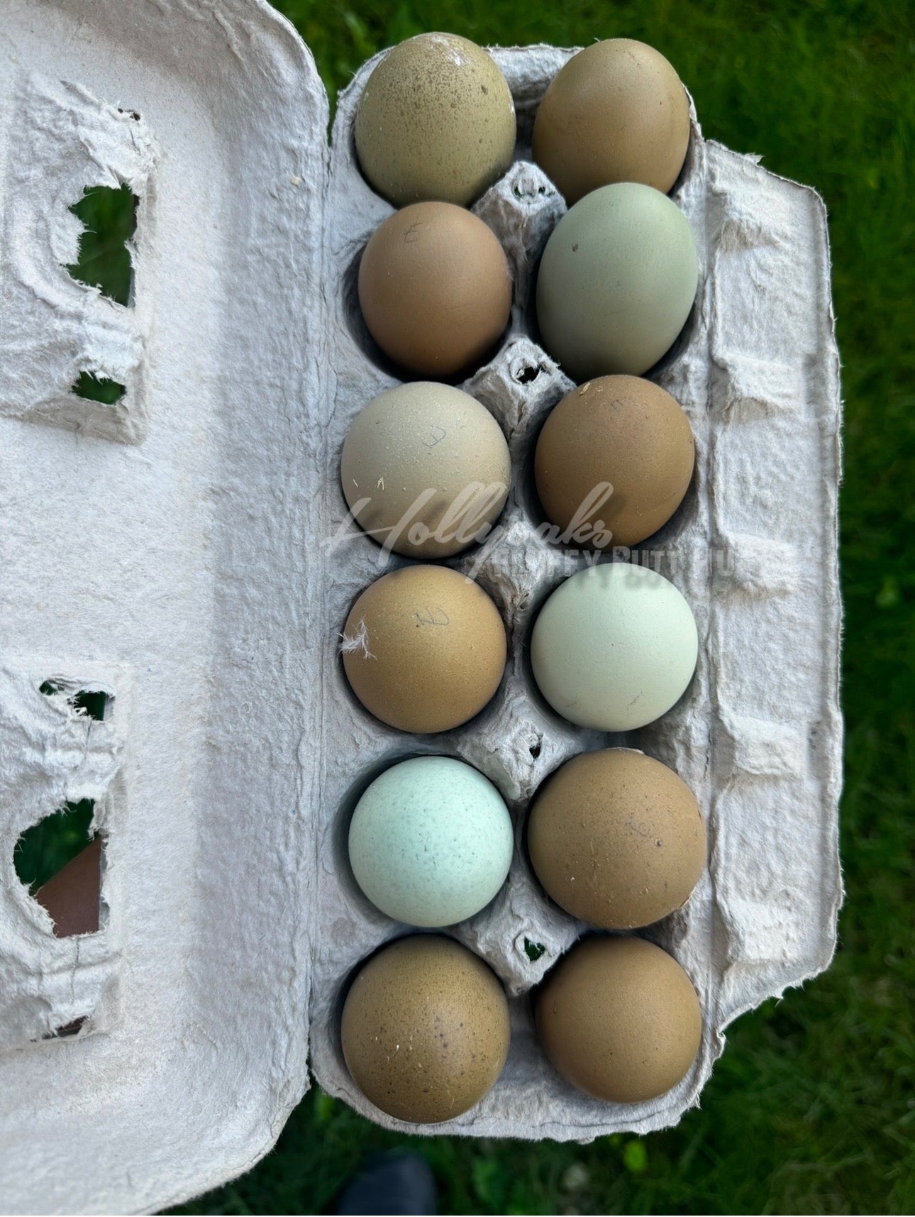 SOLD OUT FOR 2025 (6) Fibro Egger Hatching Eggs