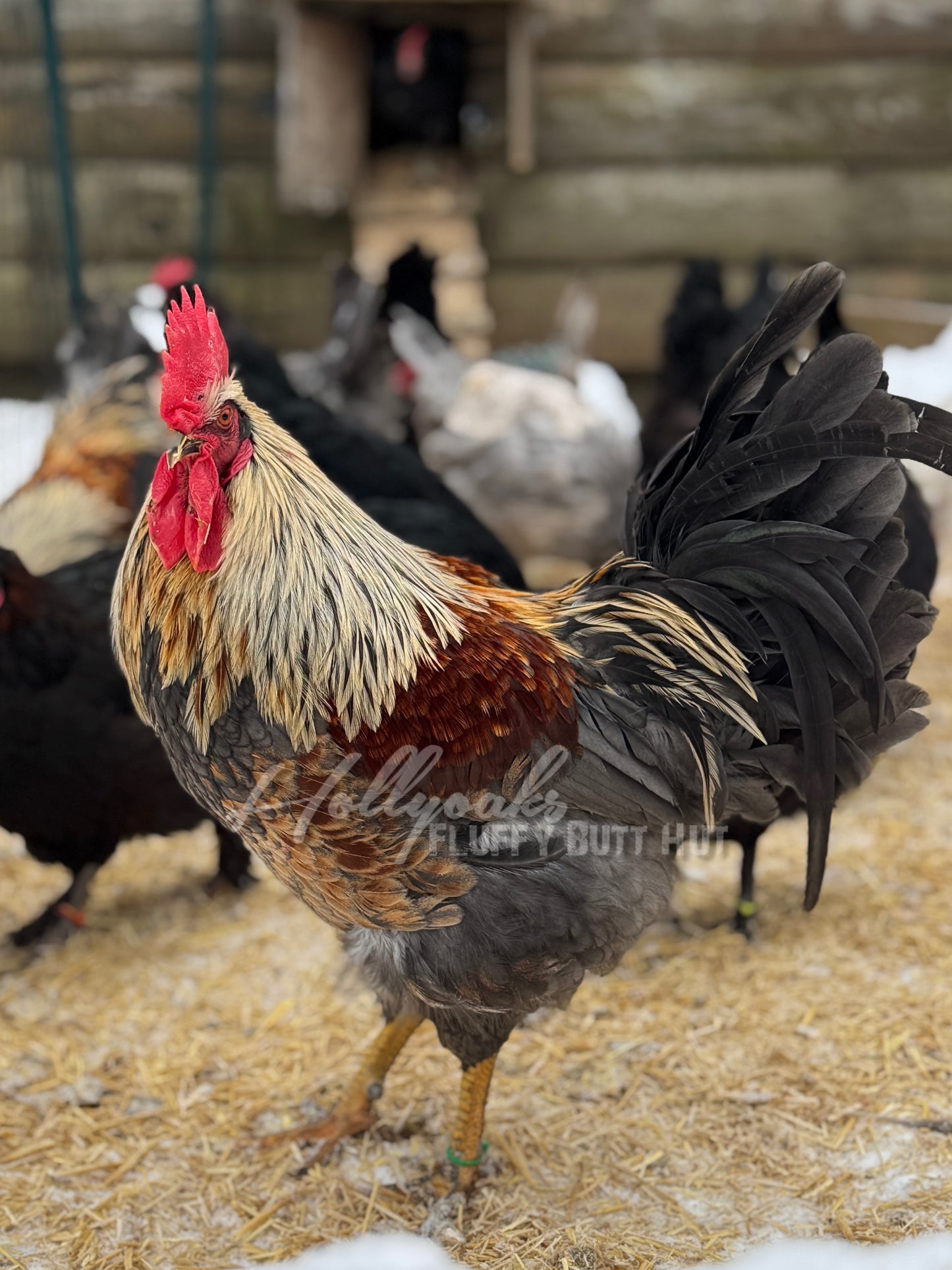 SOLD OUT FOR 2025 (6) Multigen Olive Egger Hatching Eggs