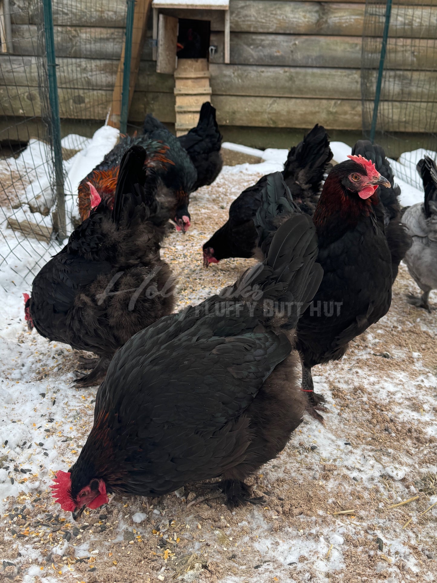 SOLD OUT FOR 2025 (6) Black Copper Marans Hatching Eggs