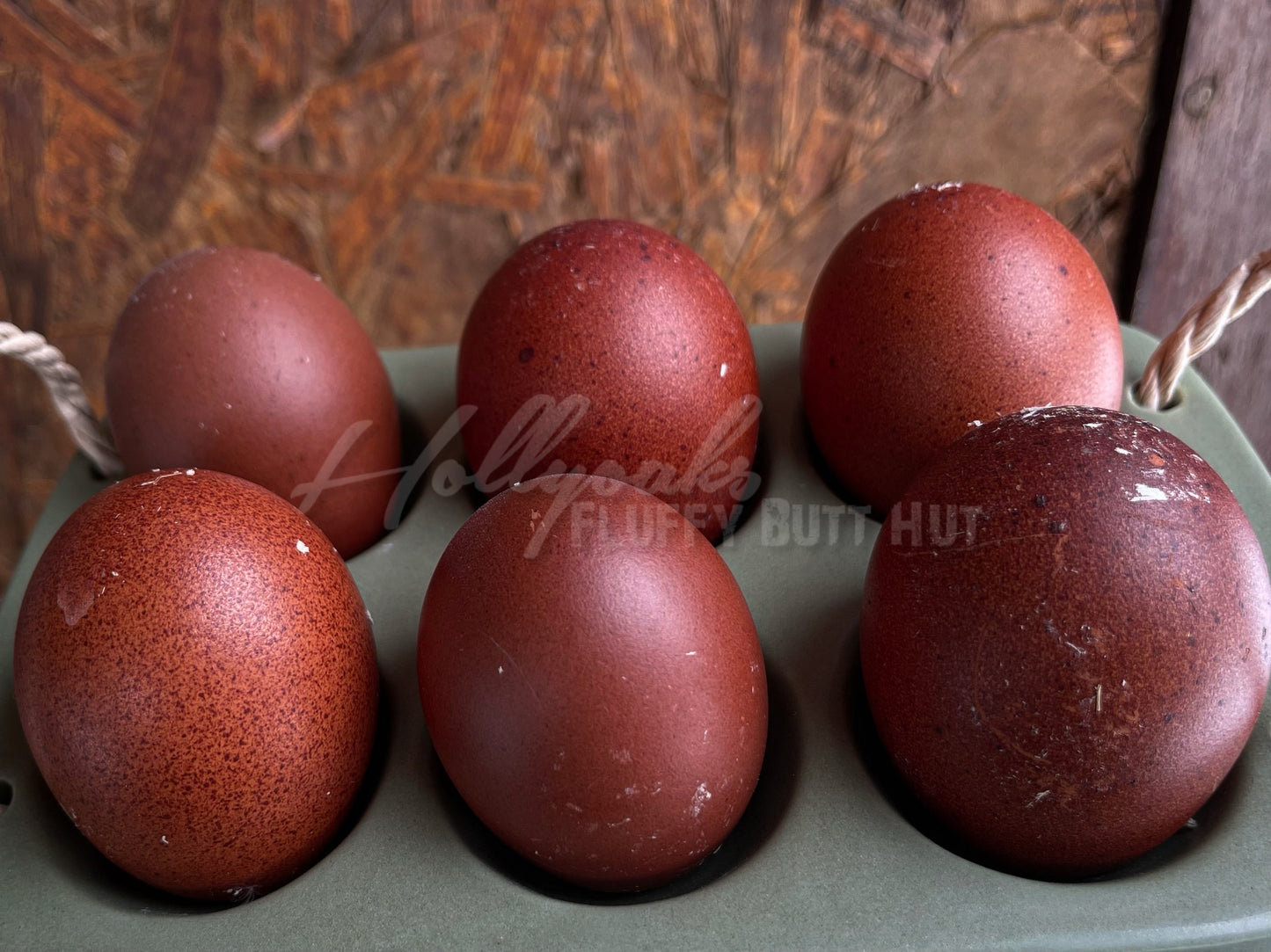 SOLD OUT FOR 2025 (6) Black Copper Marans Hatching Eggs