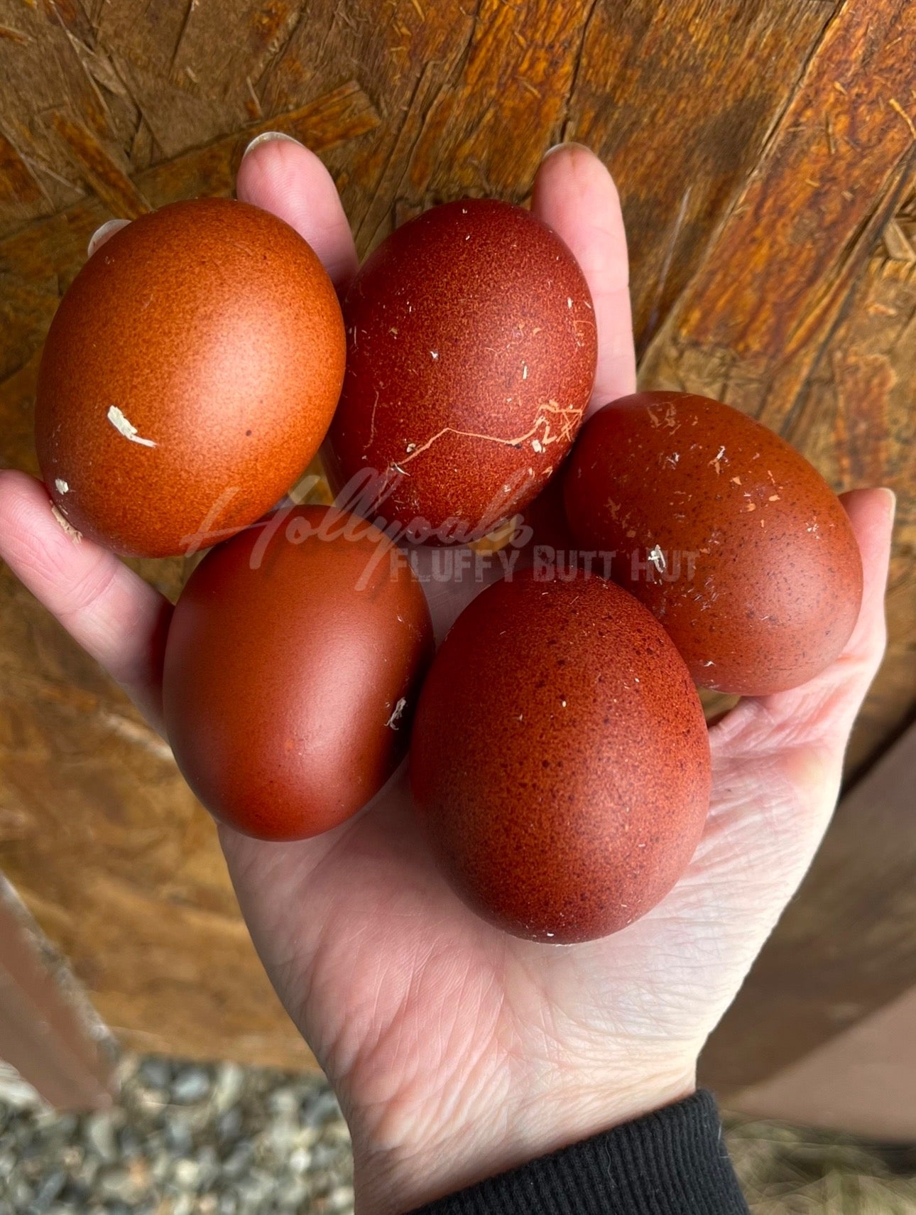 SOLD OUT FOR 2025 (6) Black Copper Marans Hatching Eggs