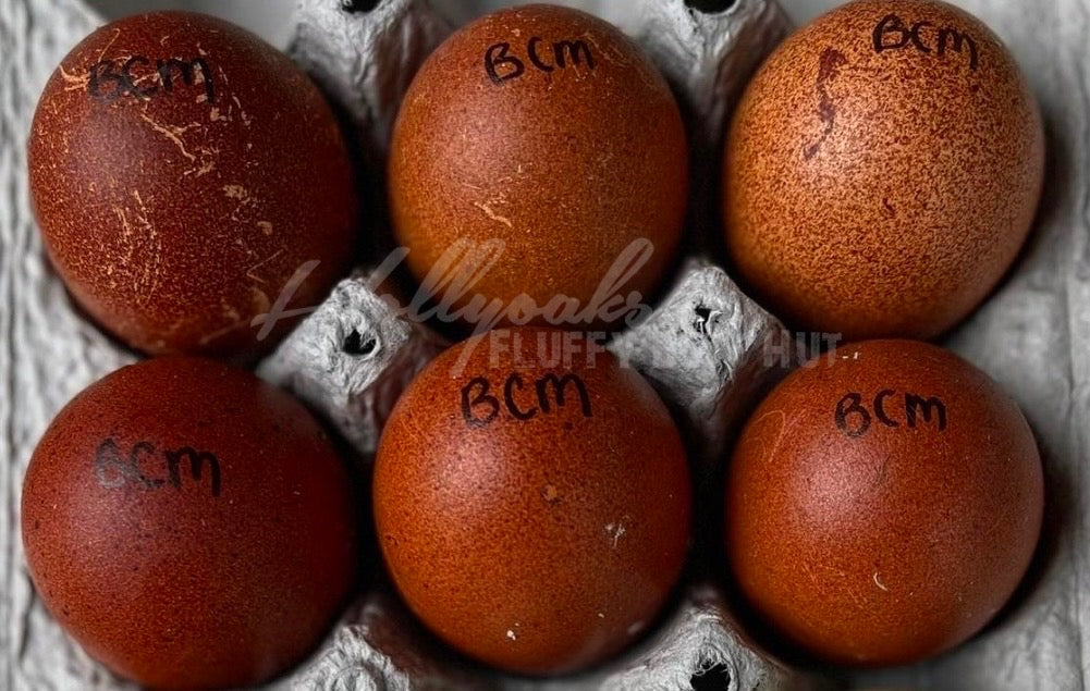SOLD OUT FOR 2025 (6) Black Copper Marans Hatching Eggs