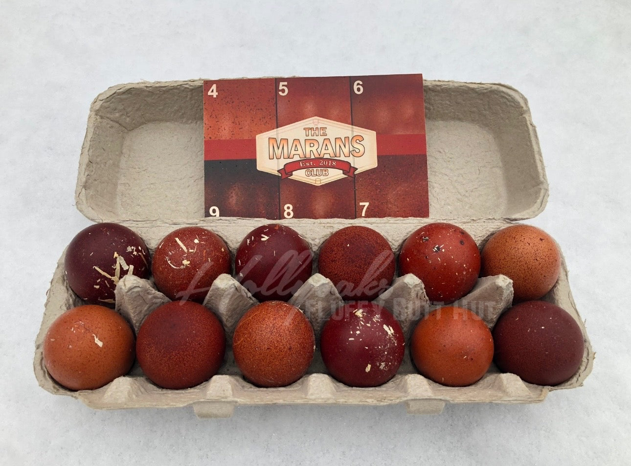SOLD OUT FOR 2025 (6) Black Copper Marans Hatching Eggs