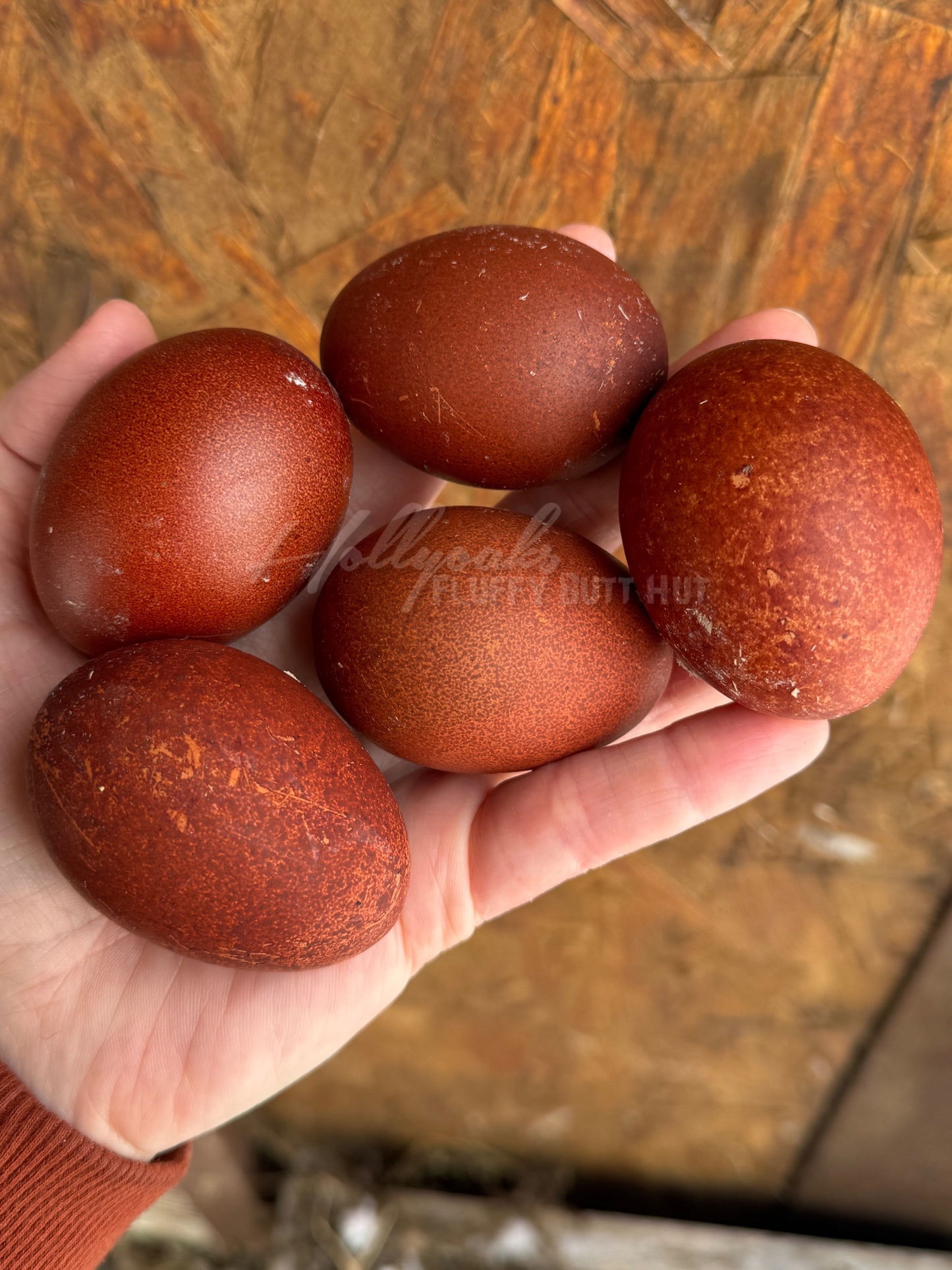 SOLD OUT FOR 2025 (6) Black Copper Marans Hatching Eggs