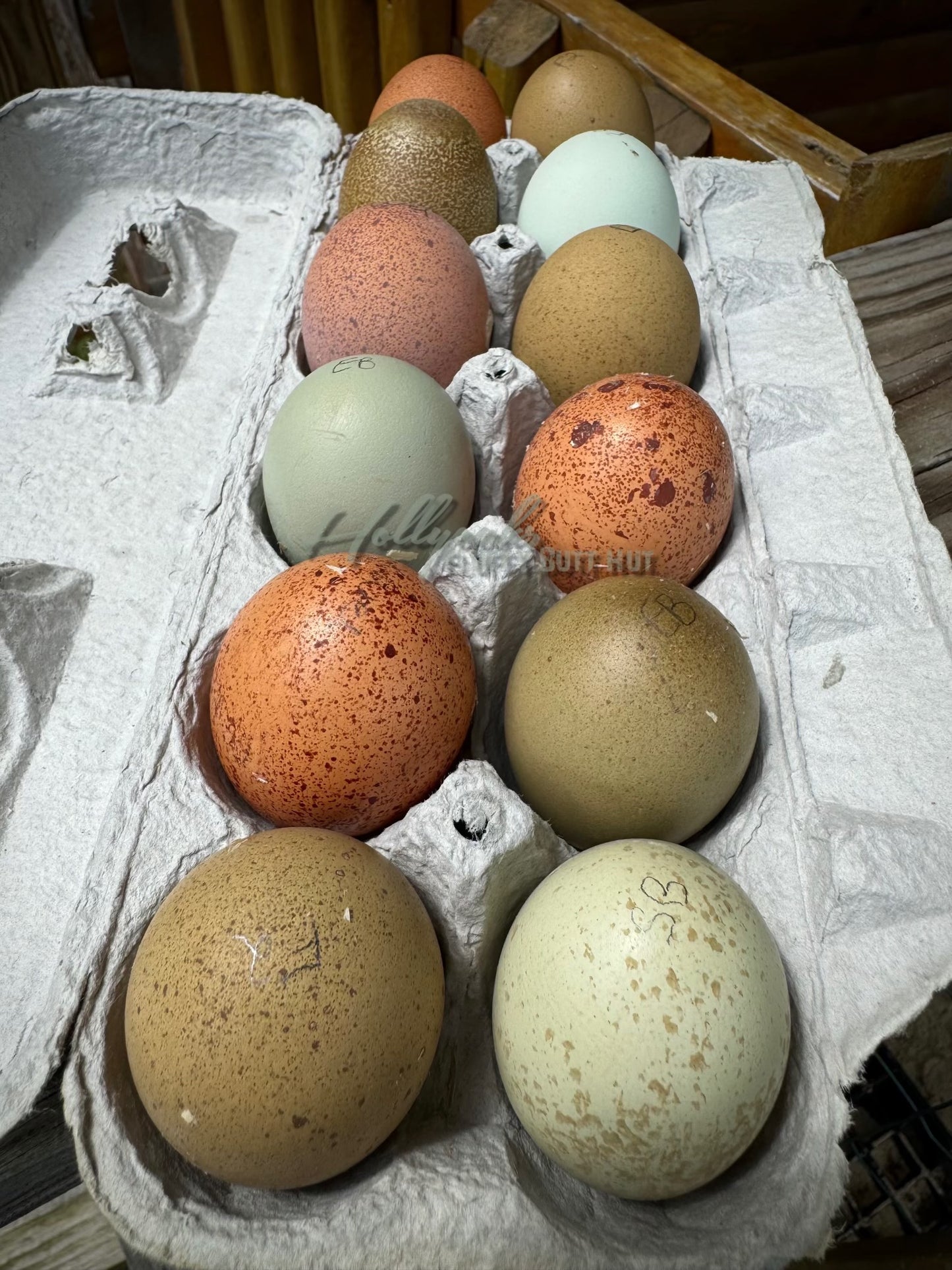 Breeders Choice Hatching Eggs (12 Eggs)