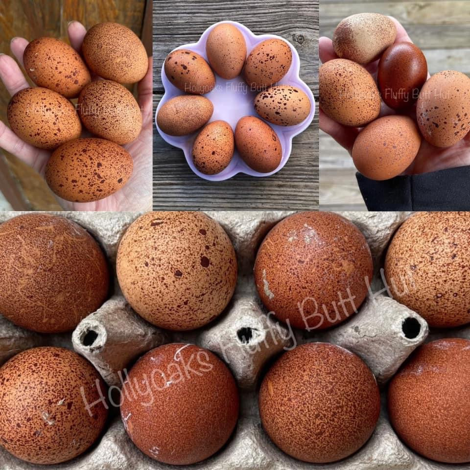 (6) Welsummer Hatching Eggs