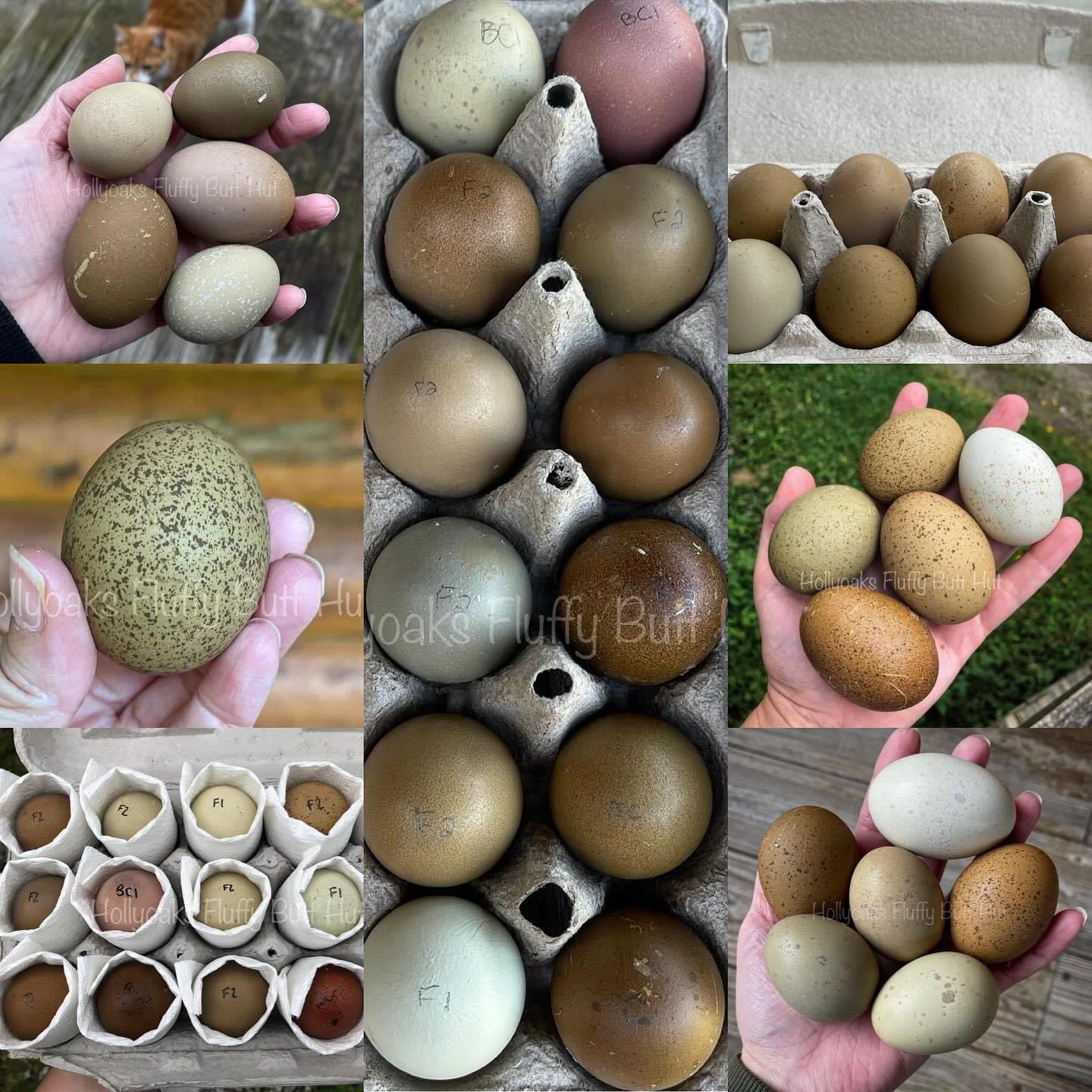 (6) Multigen Olive Egger Hatching Eggs