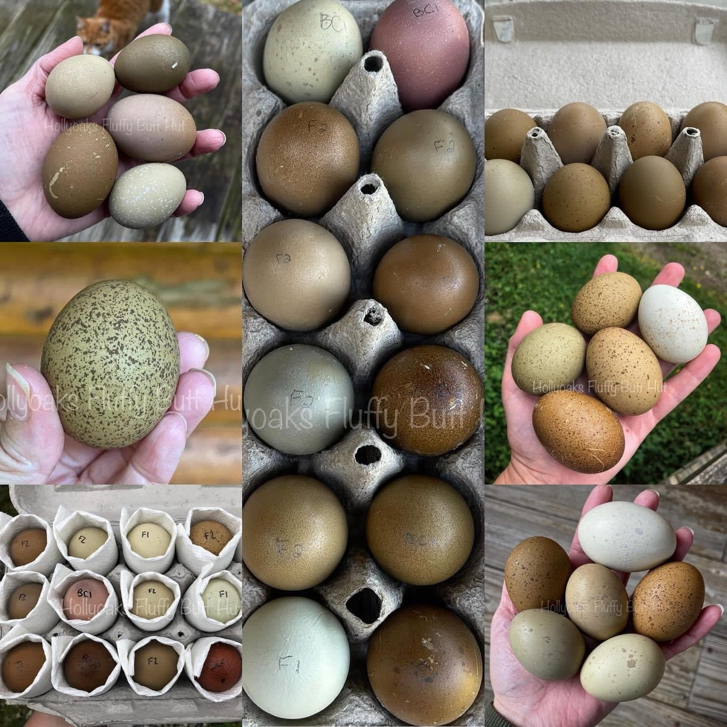 SOLD OUT FOR 2025 (6) Multigen Olive Egger Hatching Eggs