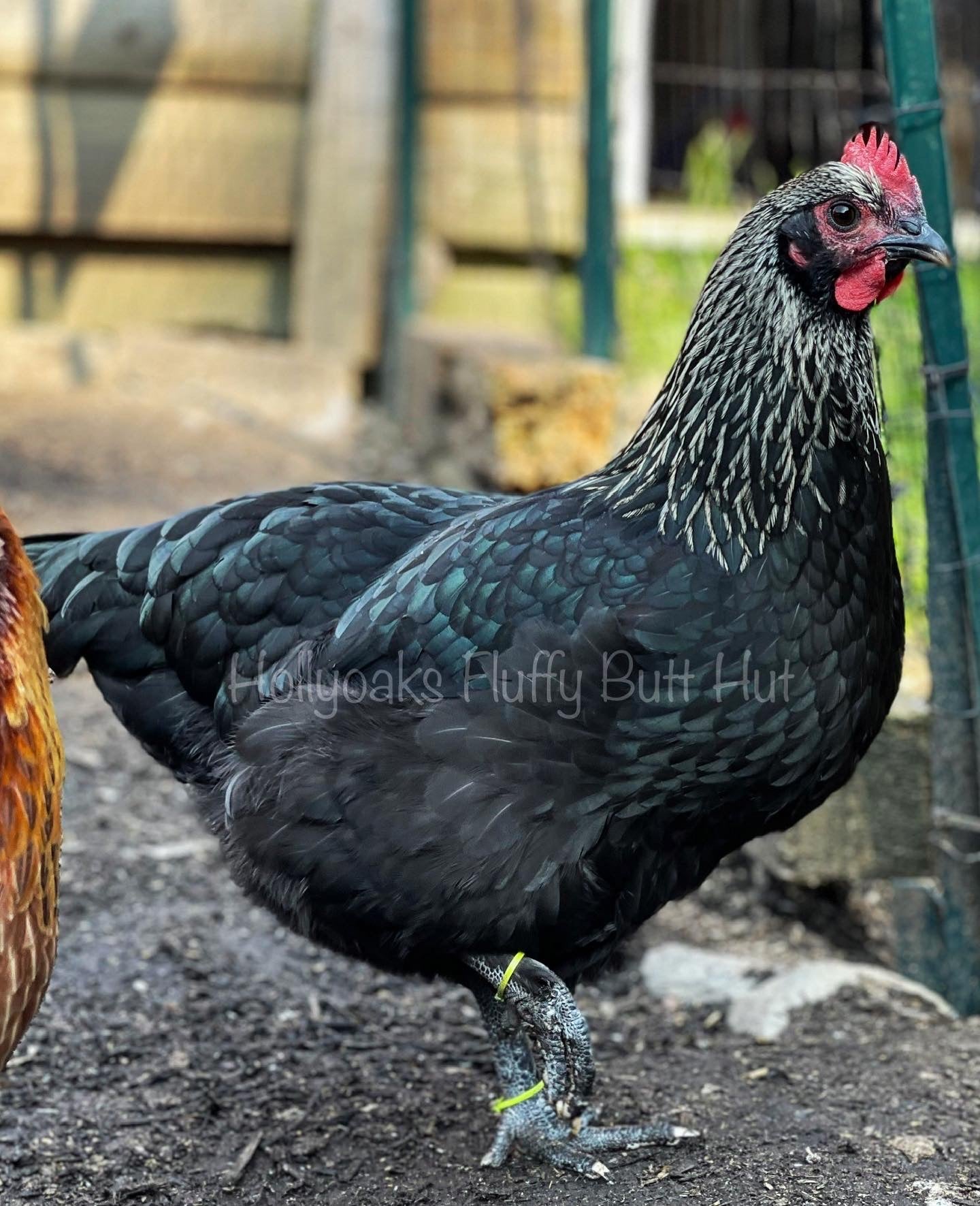 (6) F1 Olive Egger “Silverudd’s Exclusive” Hatching Eggs