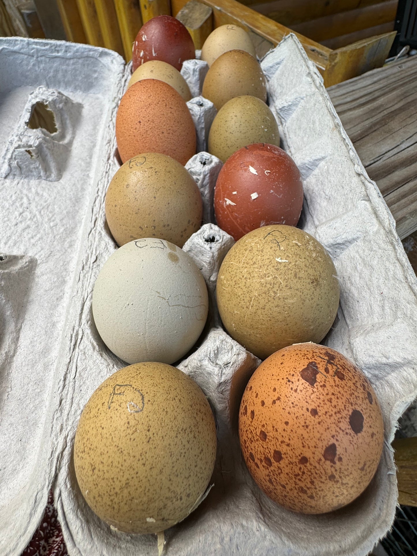 Breeders Choice Hatching Eggs (12 Eggs)