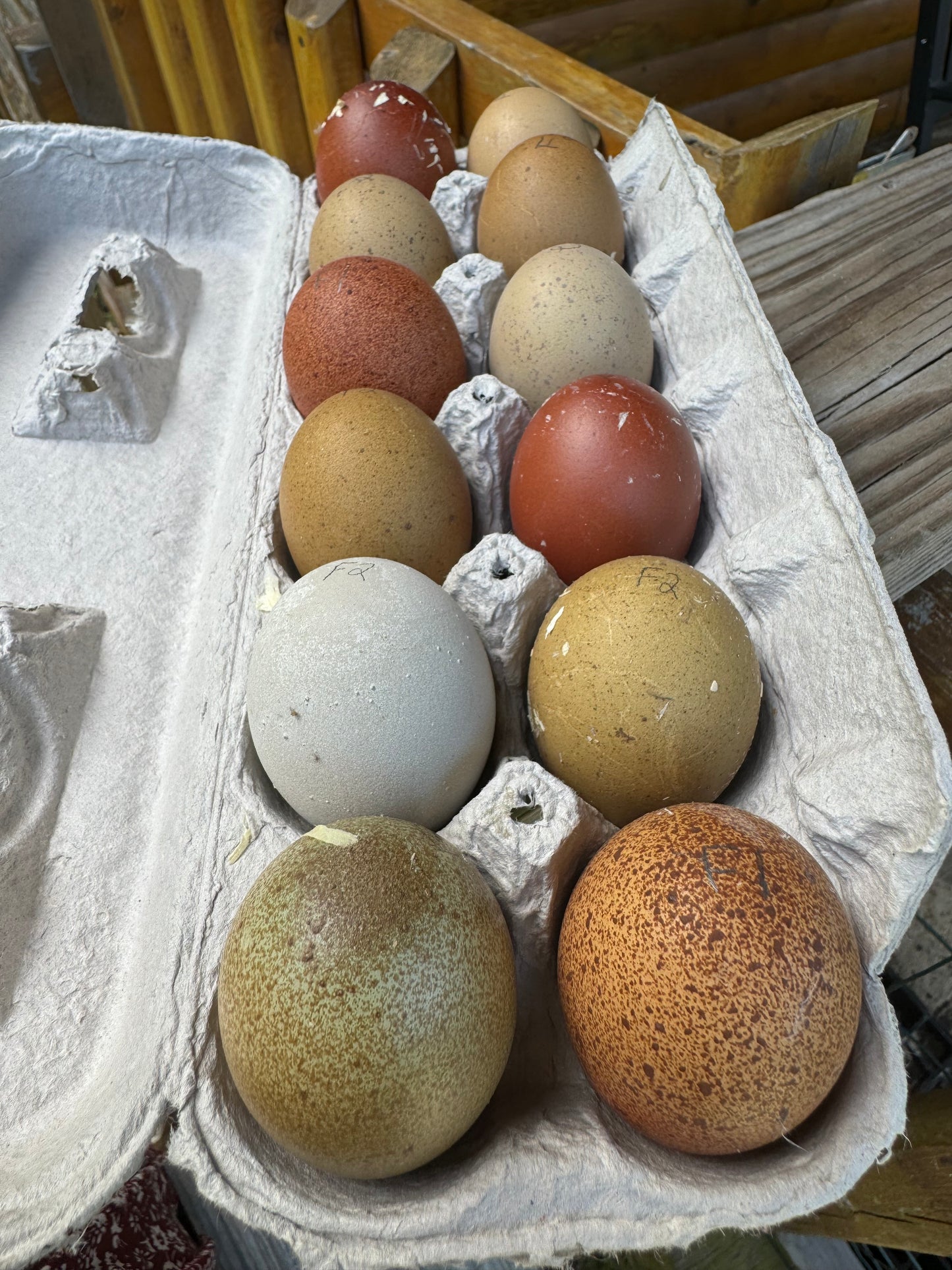 Breeders Choice Hatching Eggs (12 Eggs)