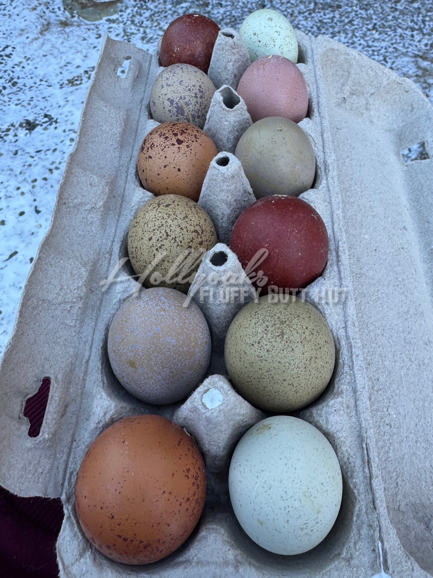SOLD OUT FOR 2025 (6) Multigen Olive Egger Hatching Eggs