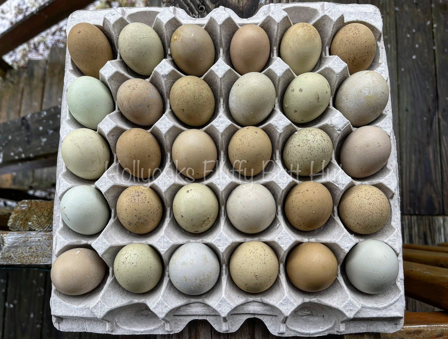 SOLD OUT FOR 2025 (6) Silverudd's Blue Hatching Eggs