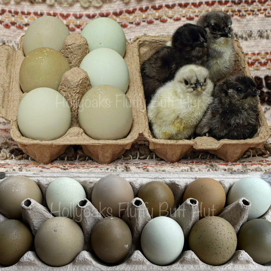 (6) Ebony Egger Hatching Eggs