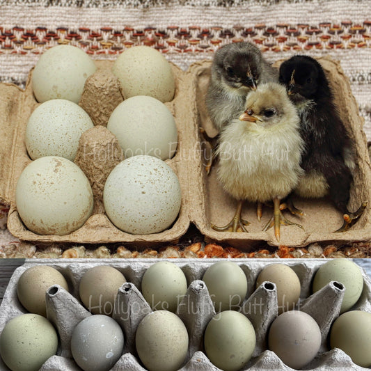 SOLD OUT FOR 2025 (6) Silverudd's Blue Hatching Eggs
