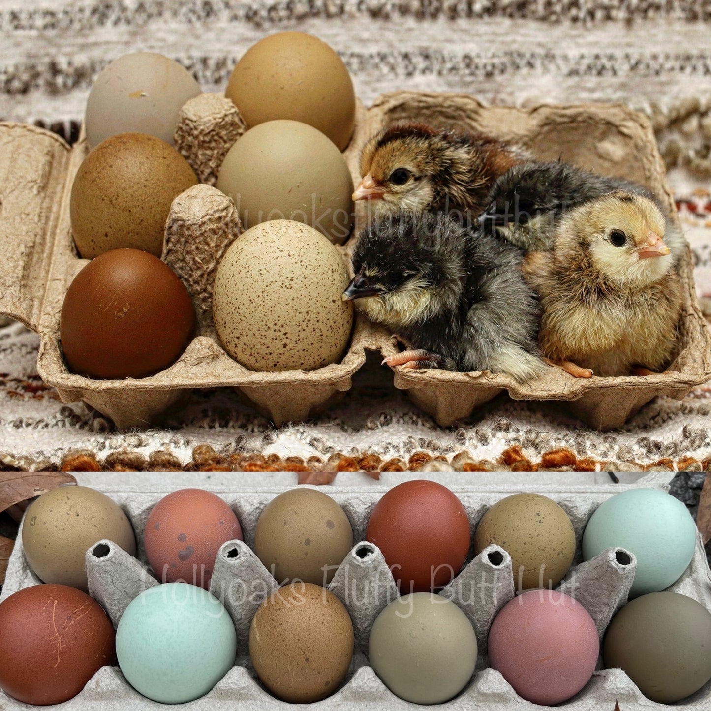 (6) Multigen Olive Egger Hatching Eggs