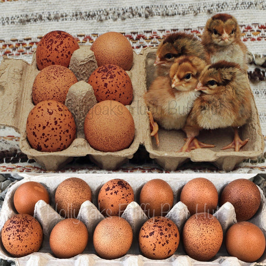 (6) Welsummer Hatching Eggs