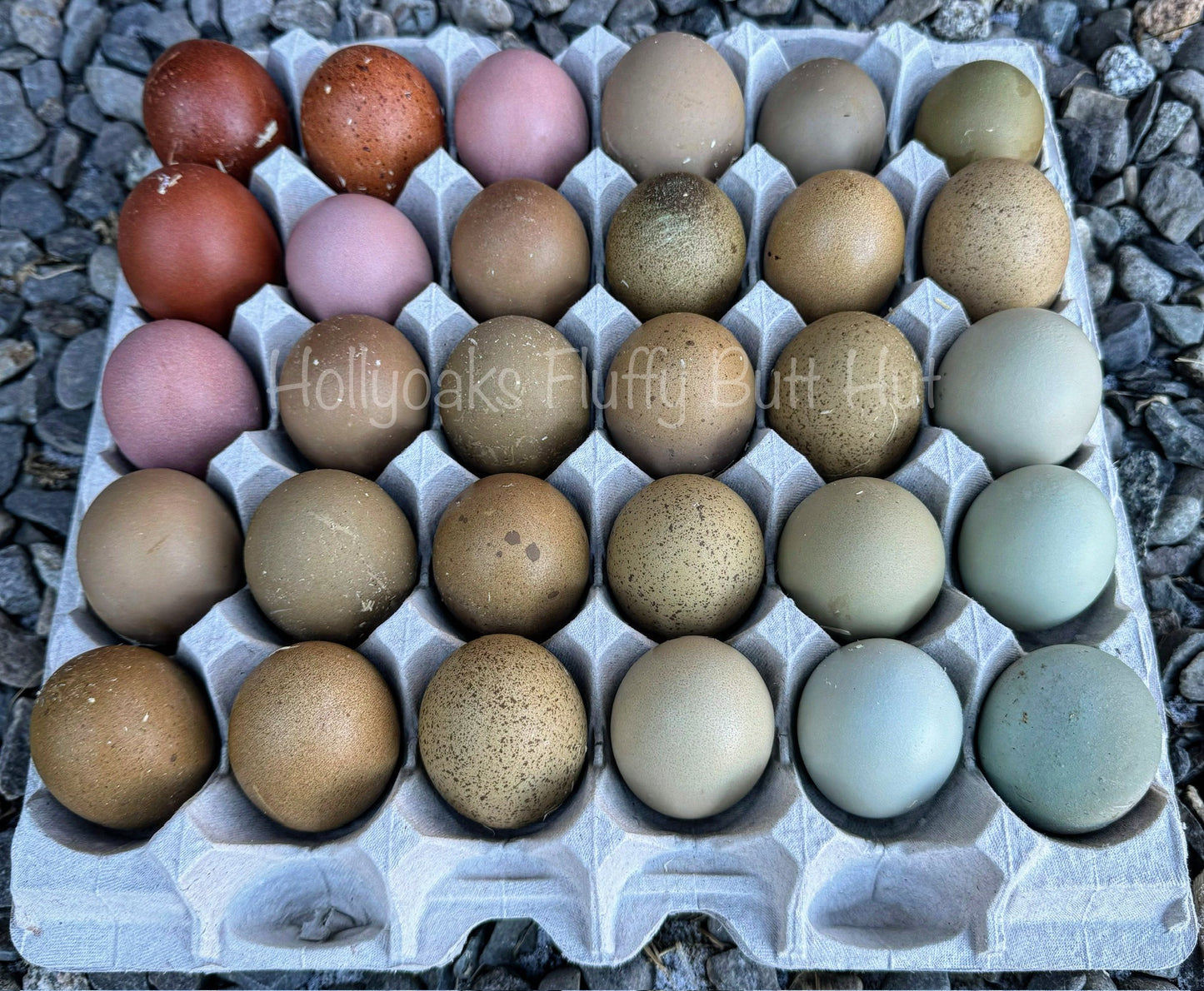 SOLD OUT FOR 2025 (6) Multigen Olive Egger Hatching Eggs