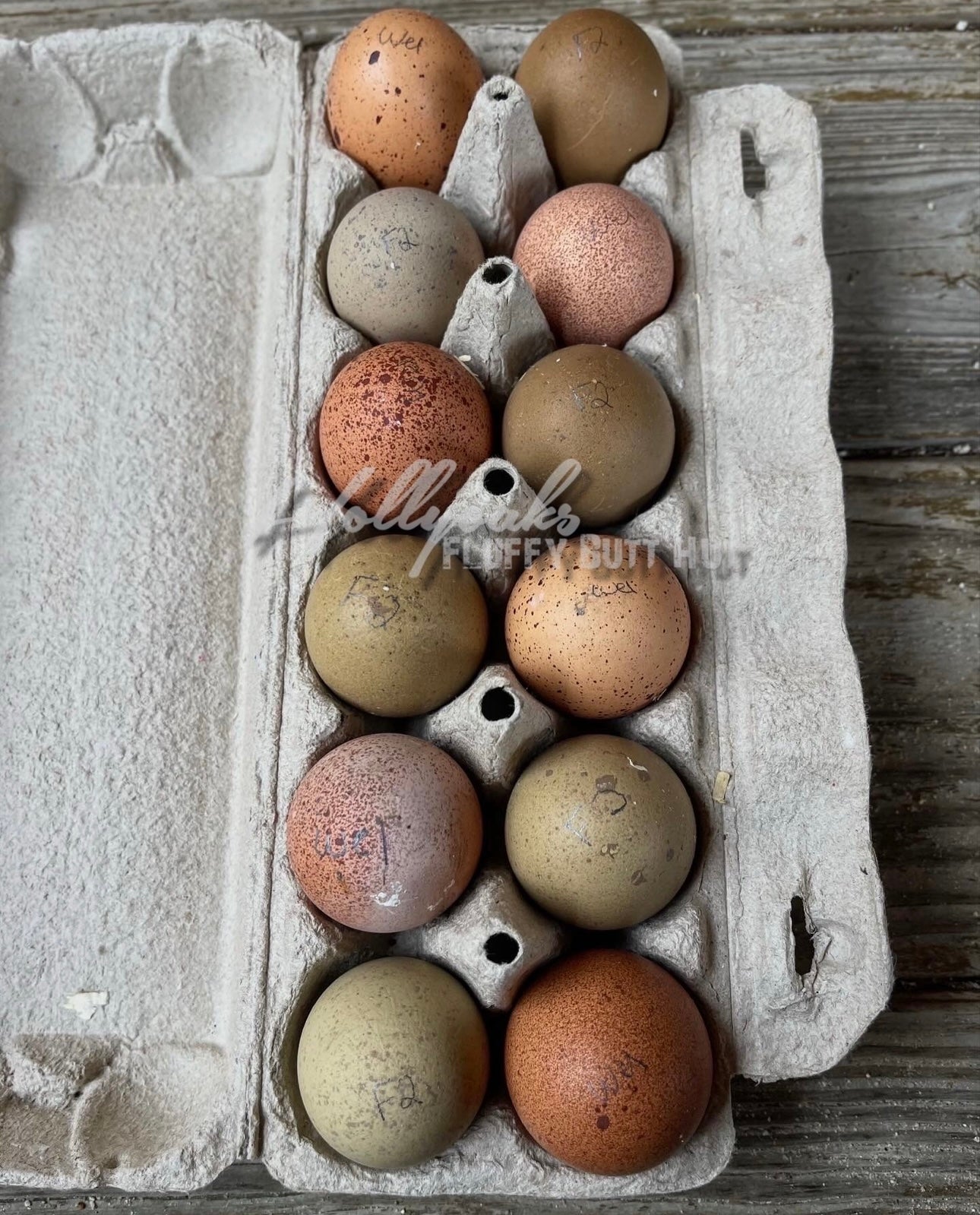 Breeders Choice Hatching Eggs (12 Eggs)