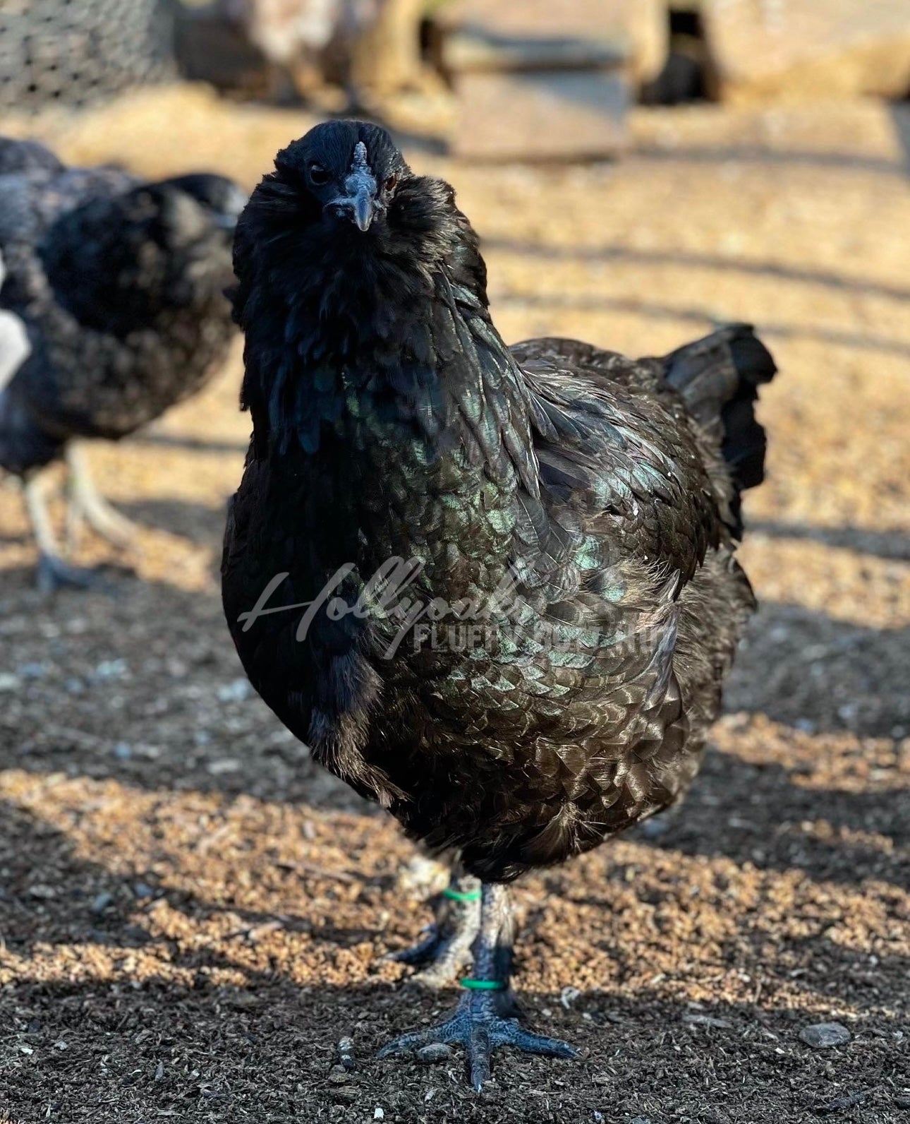 SOLD OUT FOR 2025 (6) Fibro Egger Hatching Eggs