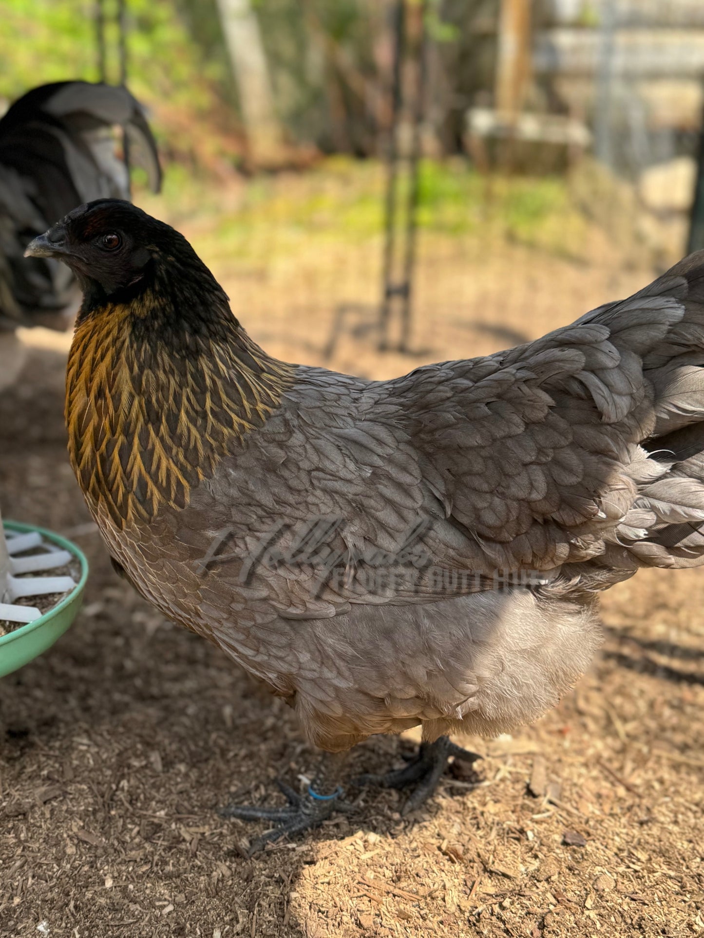 (6) Ebony Egger Hatching Eggs