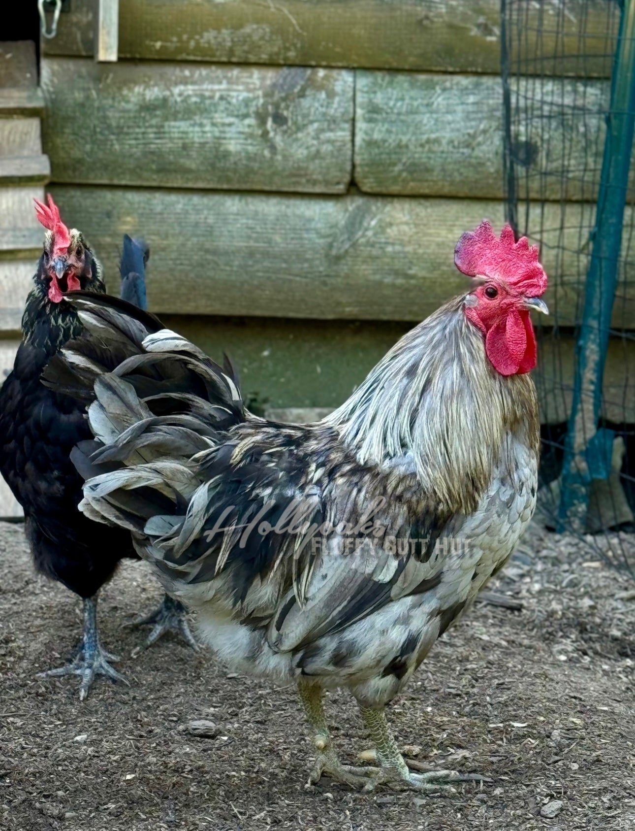 SOLD OUT FOR 2025 (6) Silverudd's Blue Hatching Eggs