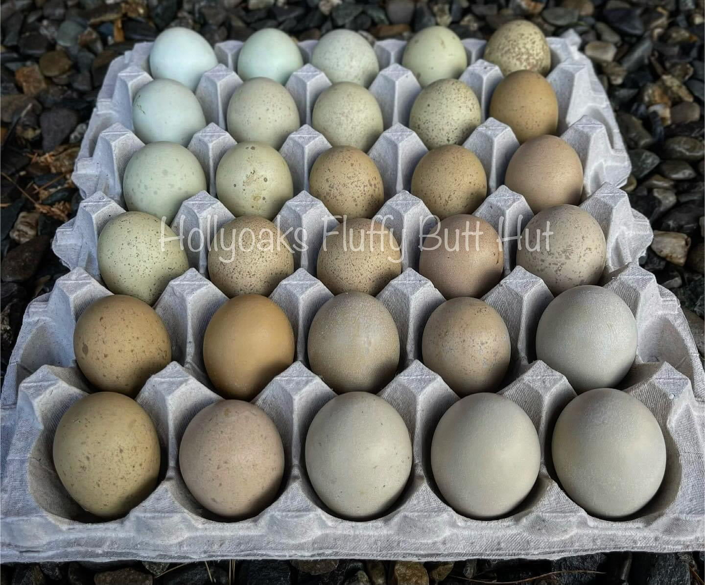 SOLD OUT FOR 2025 (6) Silverudd's Blue Hatching Eggs