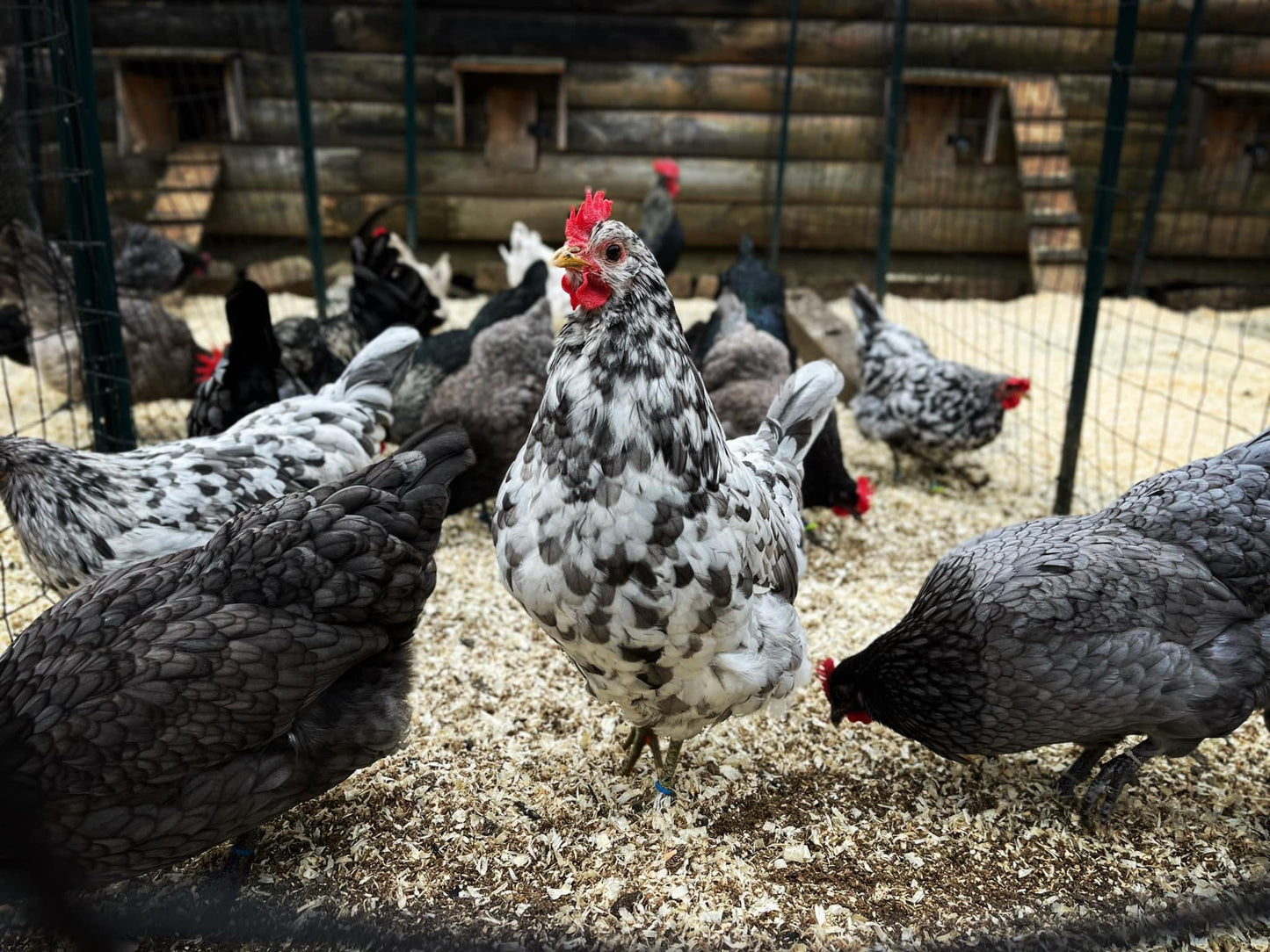 SOLD OUT FOR 2025 (6) Silverudd's Blue Hatching Eggs