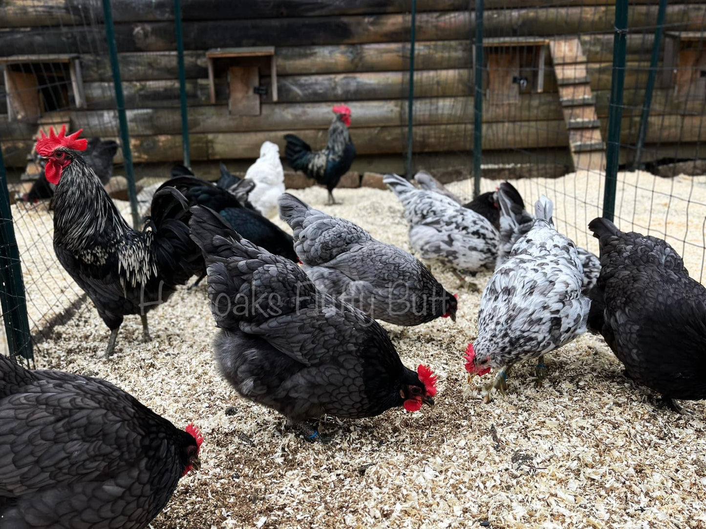 SOLD OUT FOR 2025 (6) Silverudd's Blue Hatching Eggs