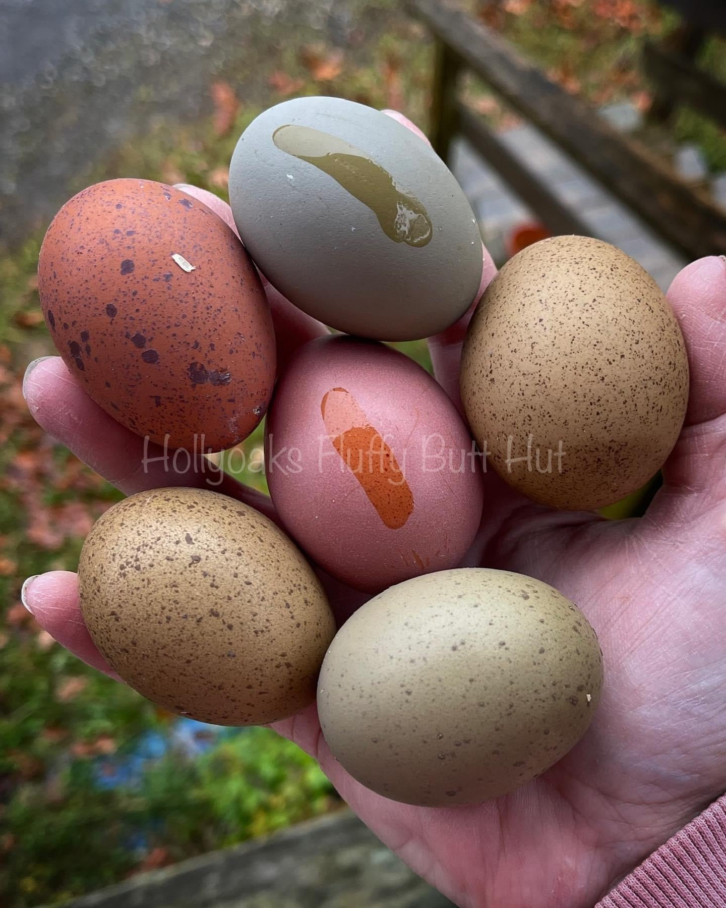 (6) Multigen Olive Egger Hatching Eggs