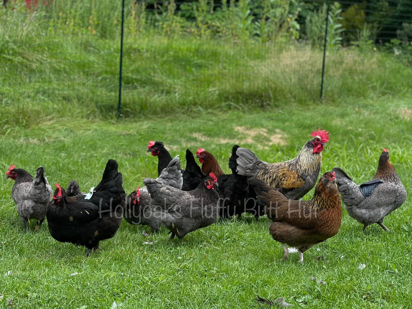 SOLD OUT FOR 2025 (6) Multigen Olive Egger Hatching Eggs