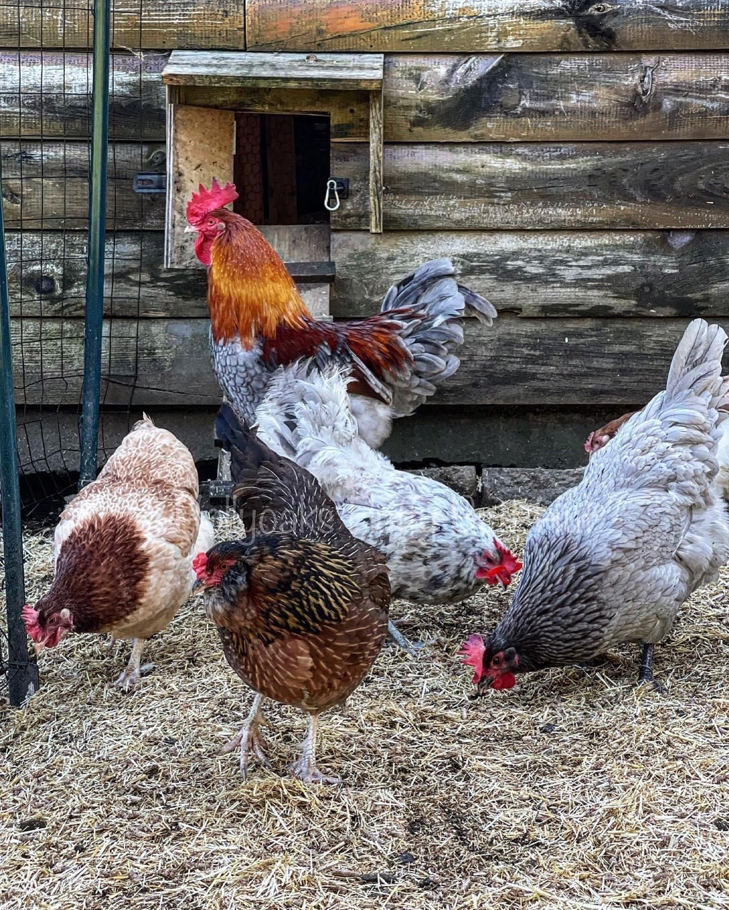 (6) Multigen Olive Egger Hatching Eggs